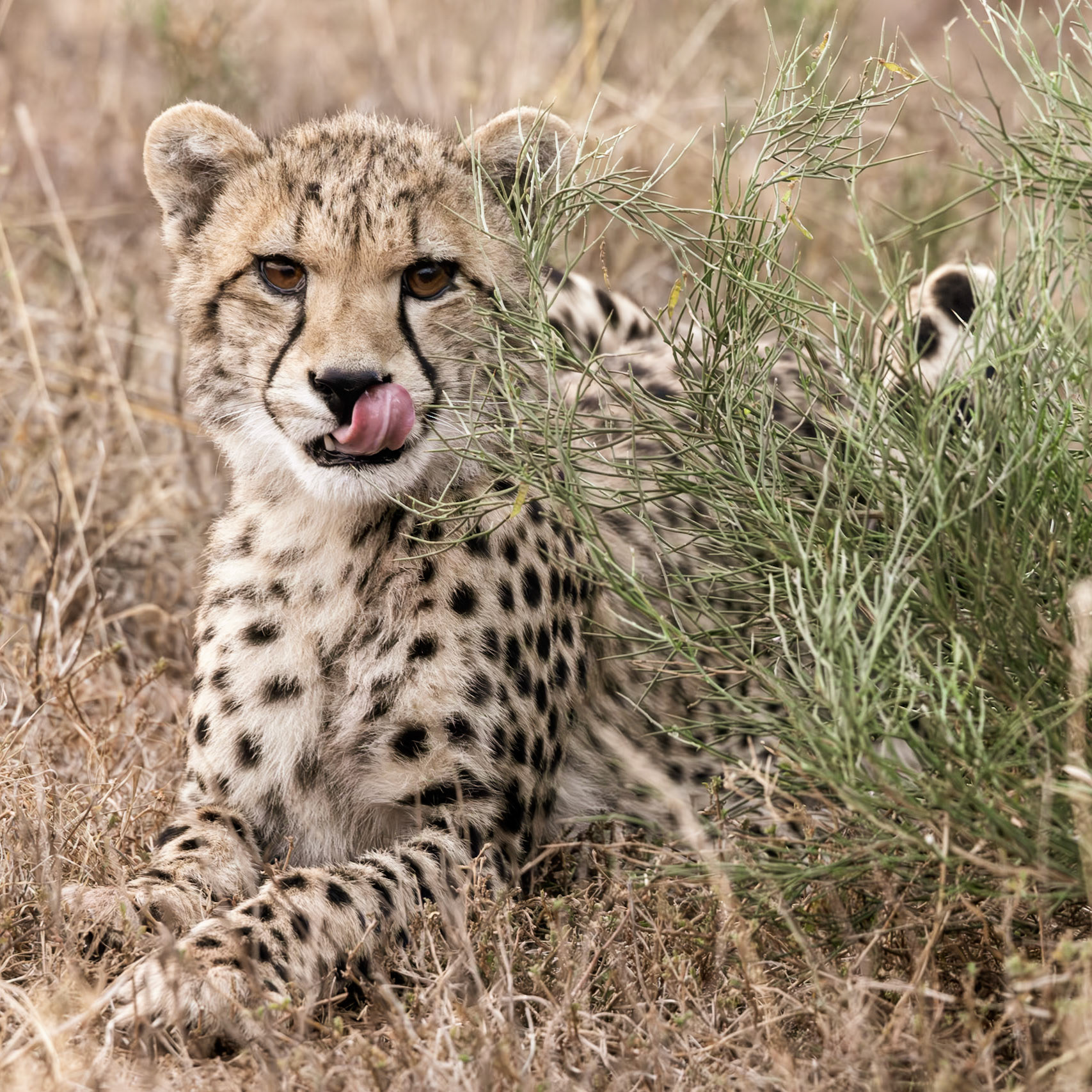 A Cheetah Cub In The Grass