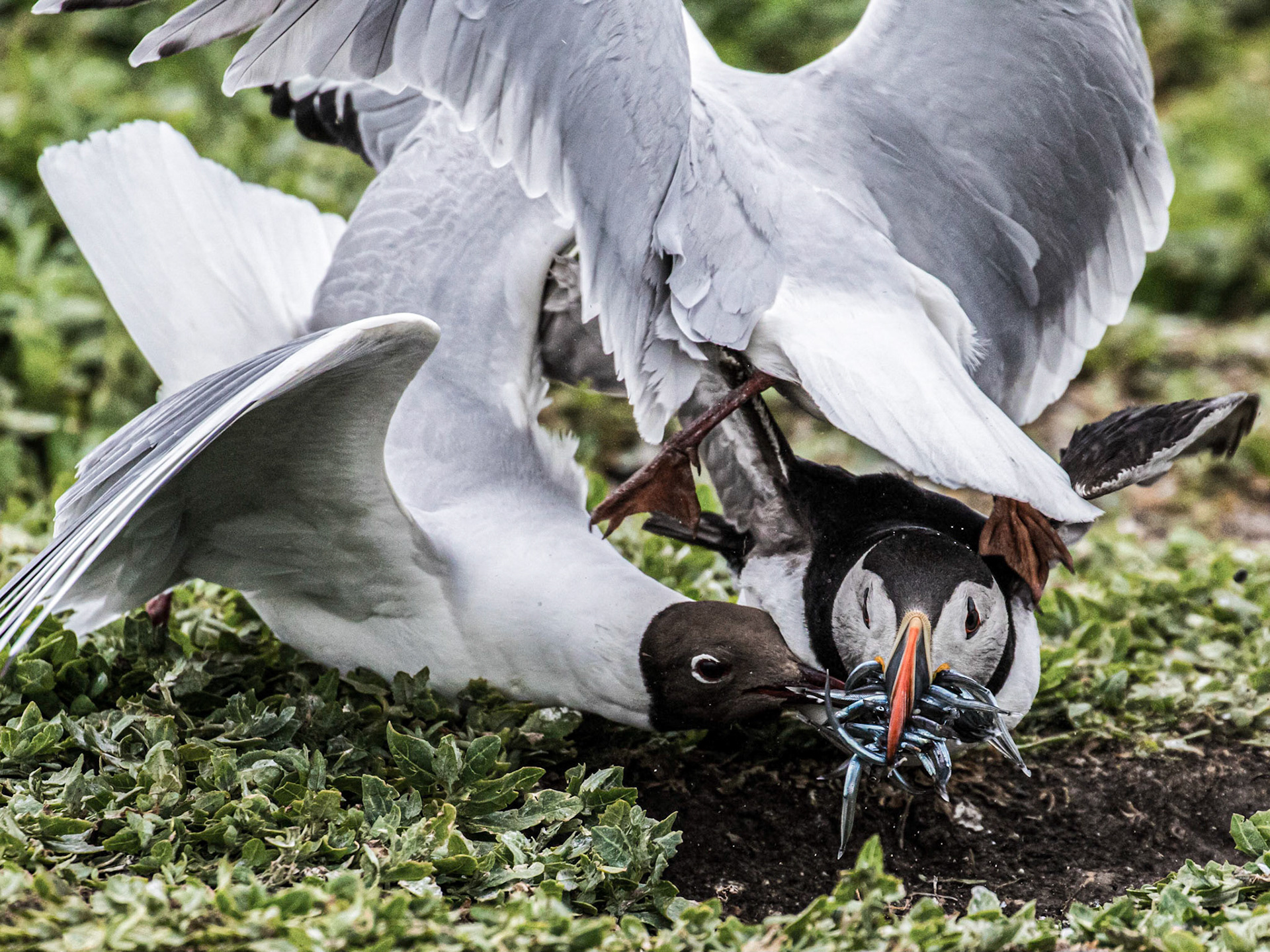 An unmistakable bird with its black back and white underparts, and distinctive black head with large pale cheeks and a tall, flattened, brightly-coloured bill. Its comical appearance is heightened by its red and black eye-markings and bright orange legs. Used as a symbol for books and other items, this clown among seabirds is one of the world's favourite birds. With half of the UK population at only a few sites it is an Amber List species.