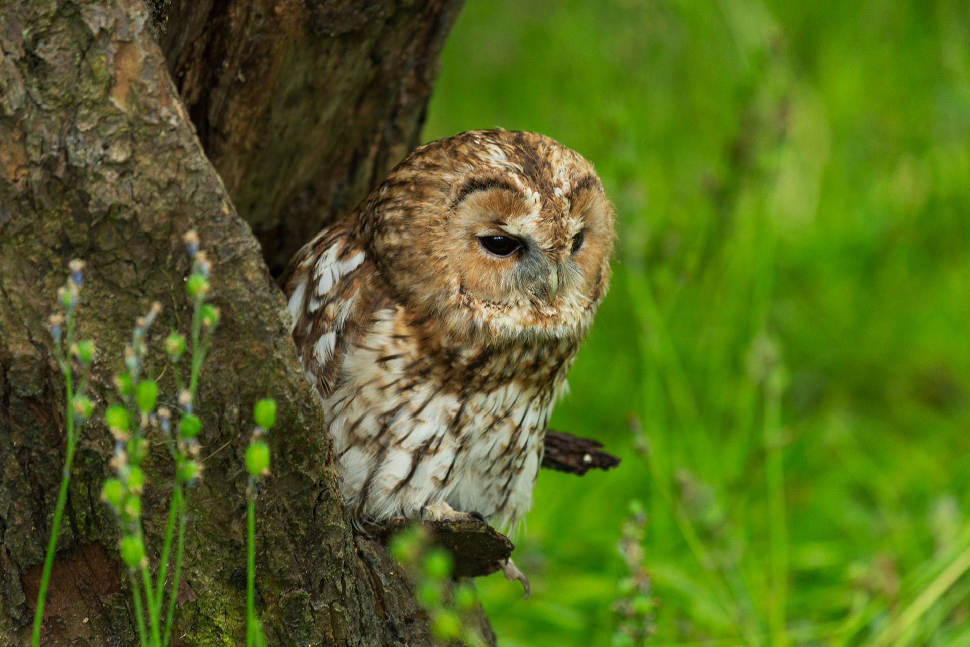 Tawny Owl