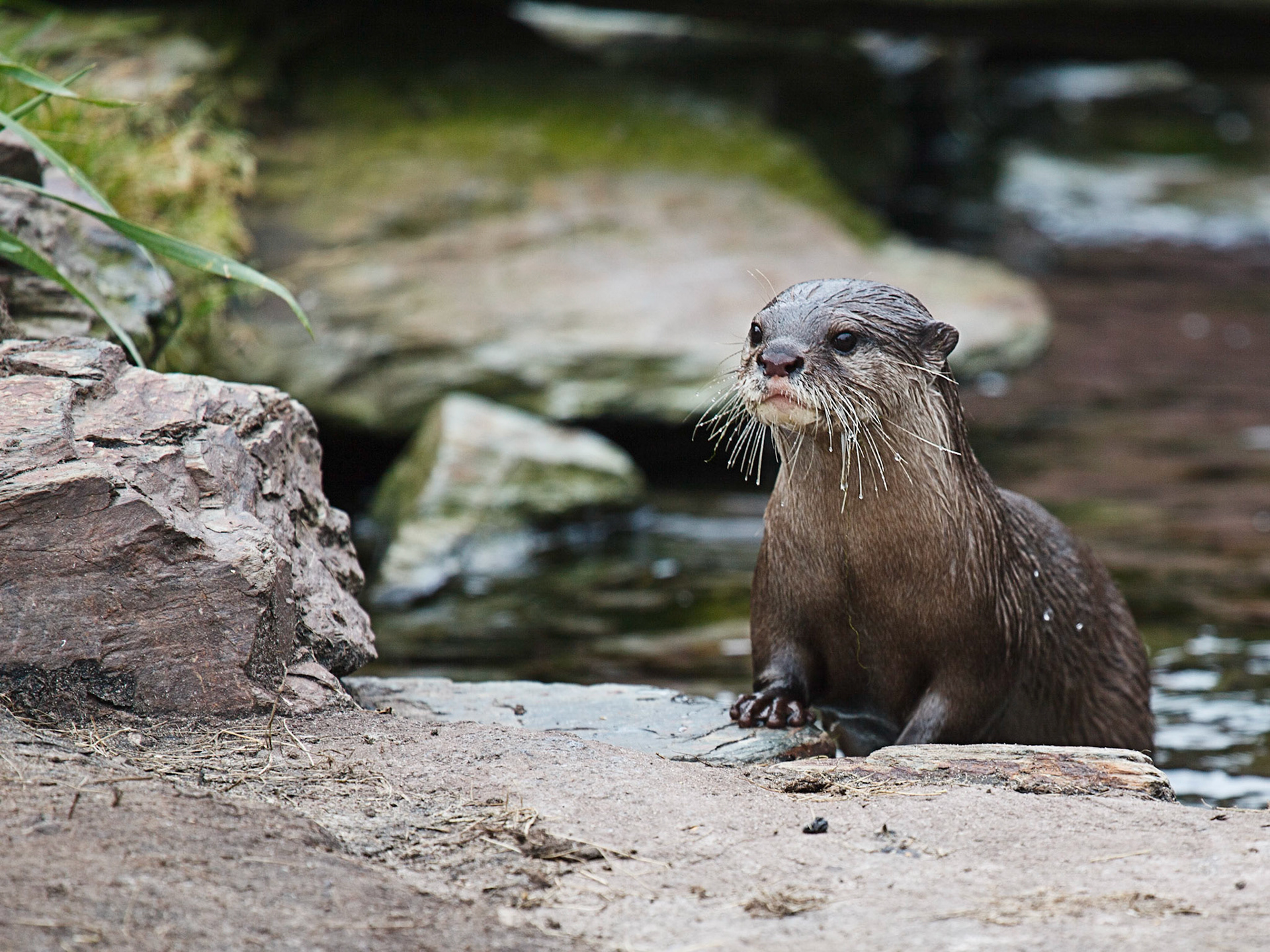 Asian Short Clawed Otter