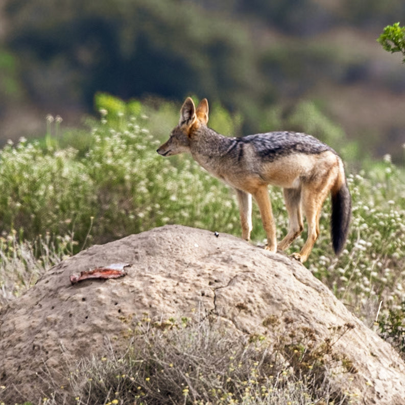 The Black Backed Jackal On A Termite Mound