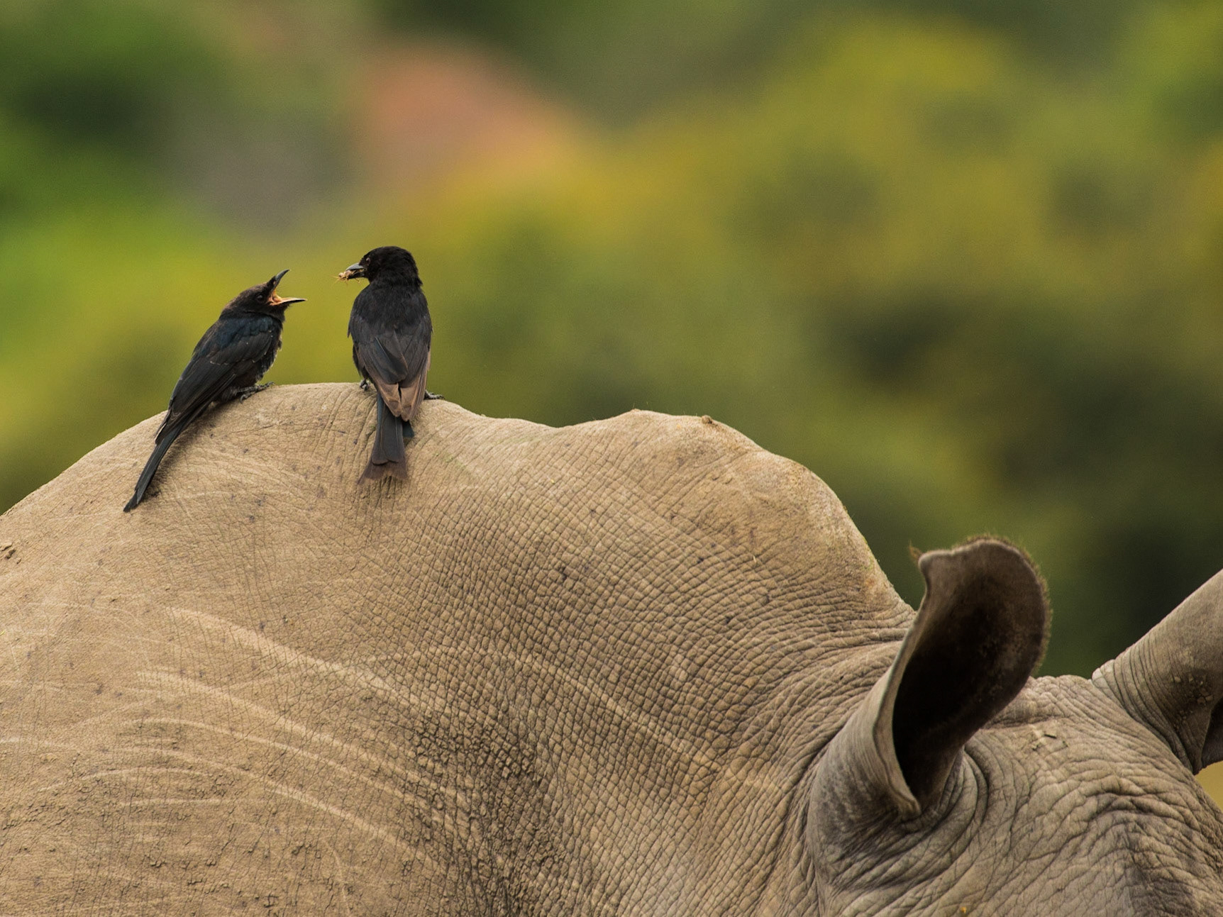 Feeding Time For The Fork Tailed Drongo