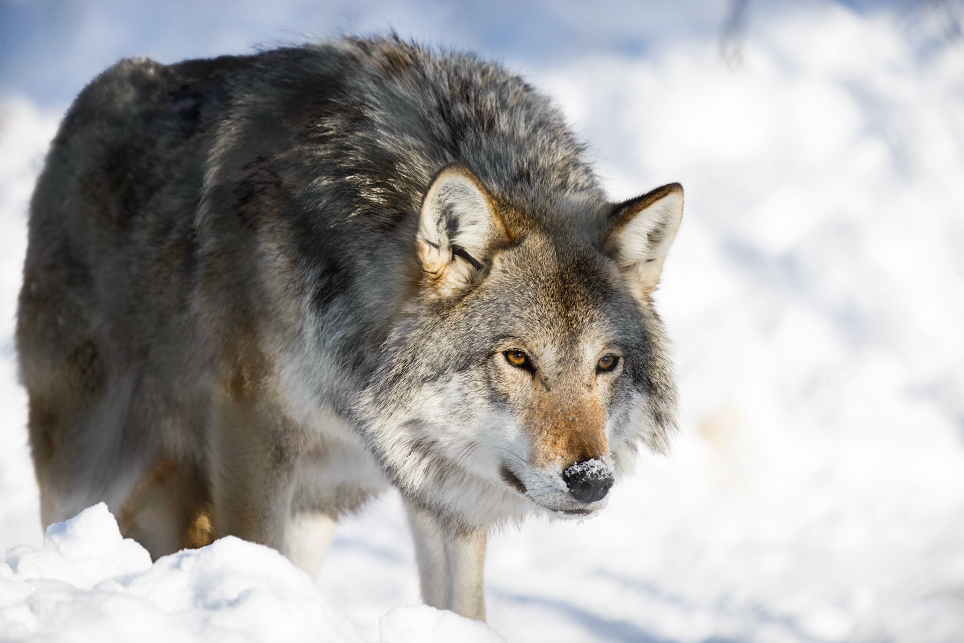 The Arctic Wolf On The Prowl