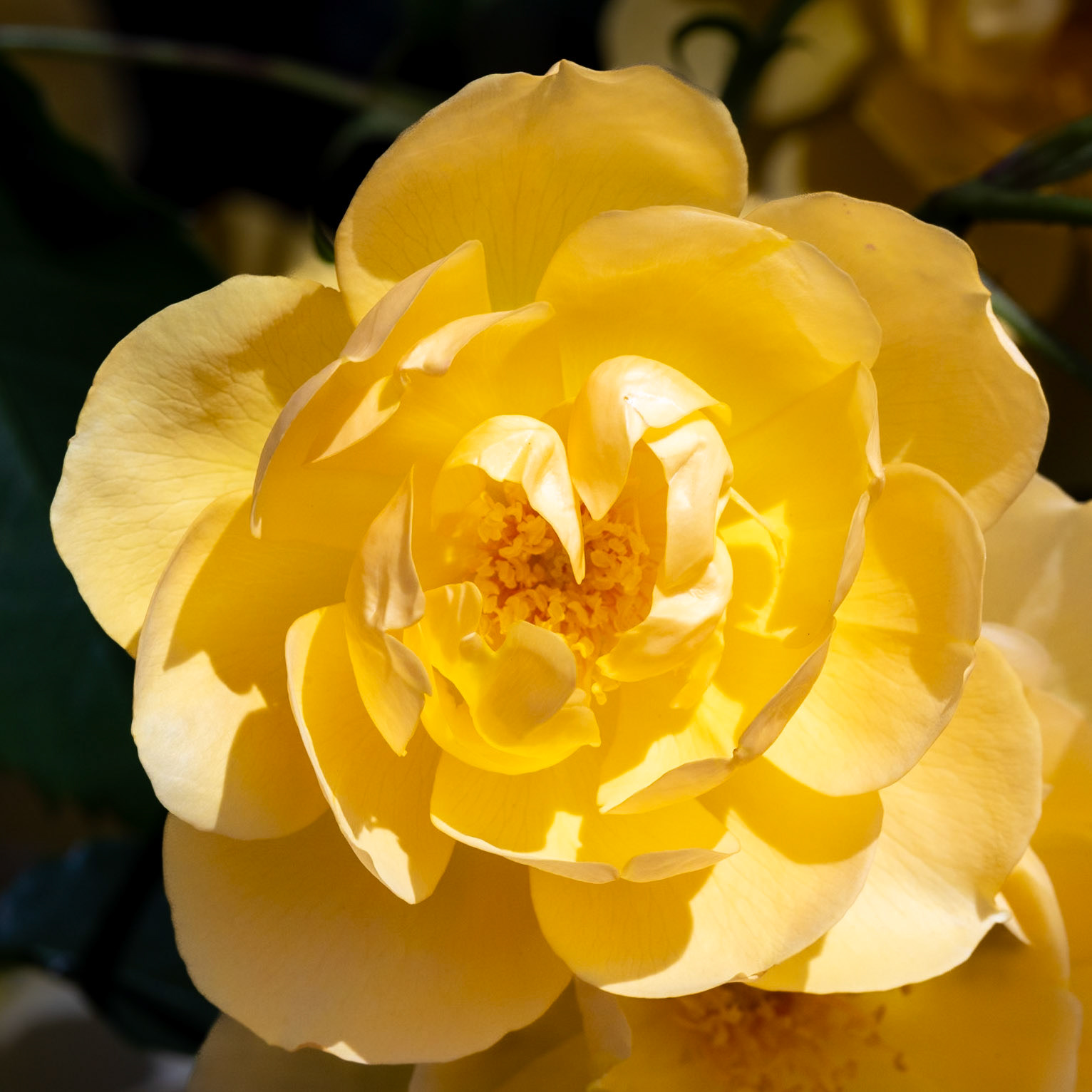 Yellow Rose