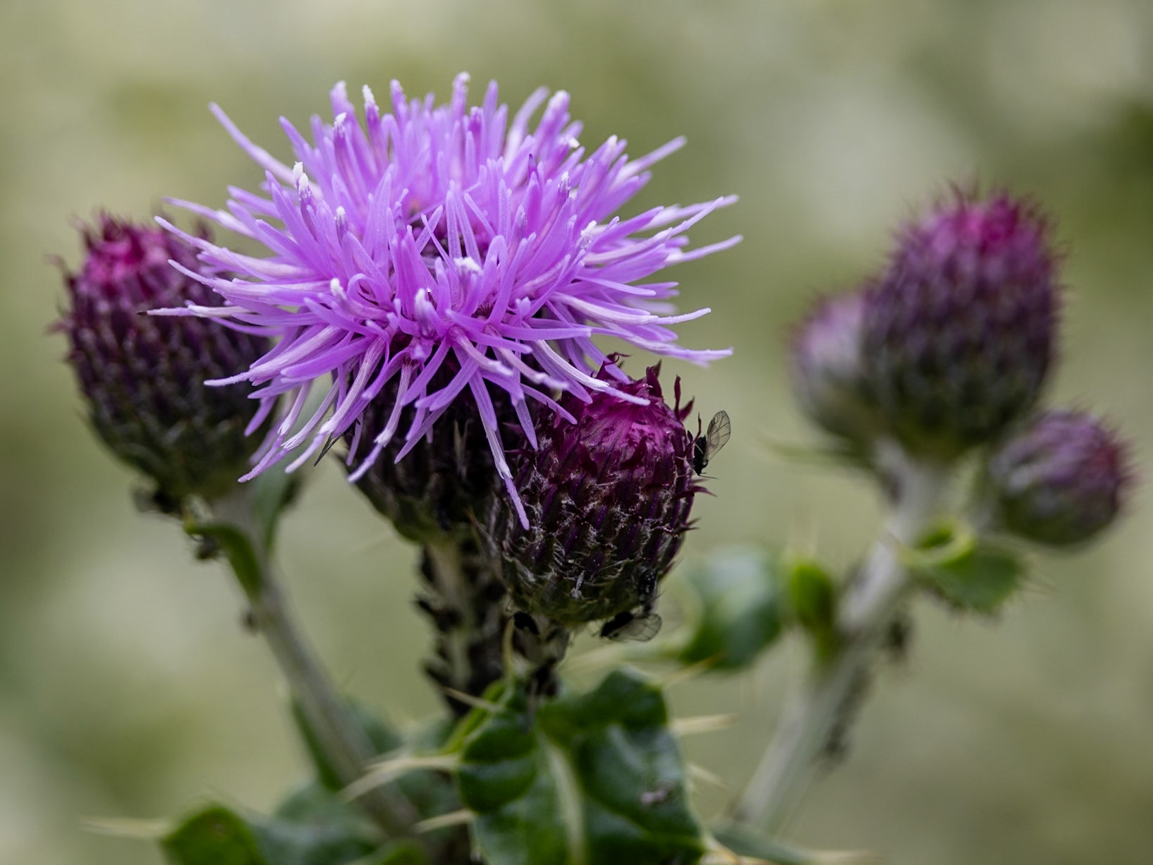 Cirsium arvense