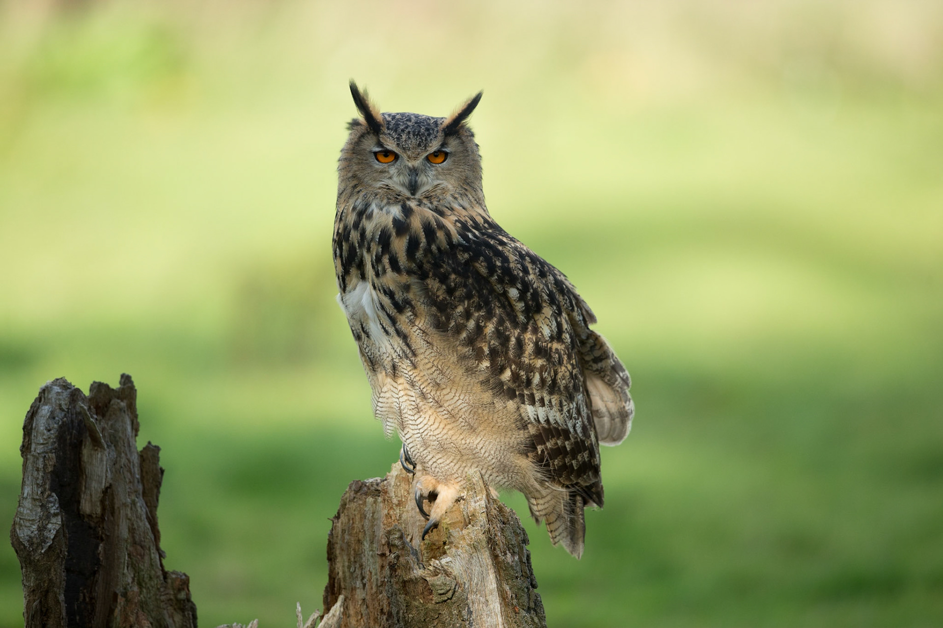 Long Eared Owl