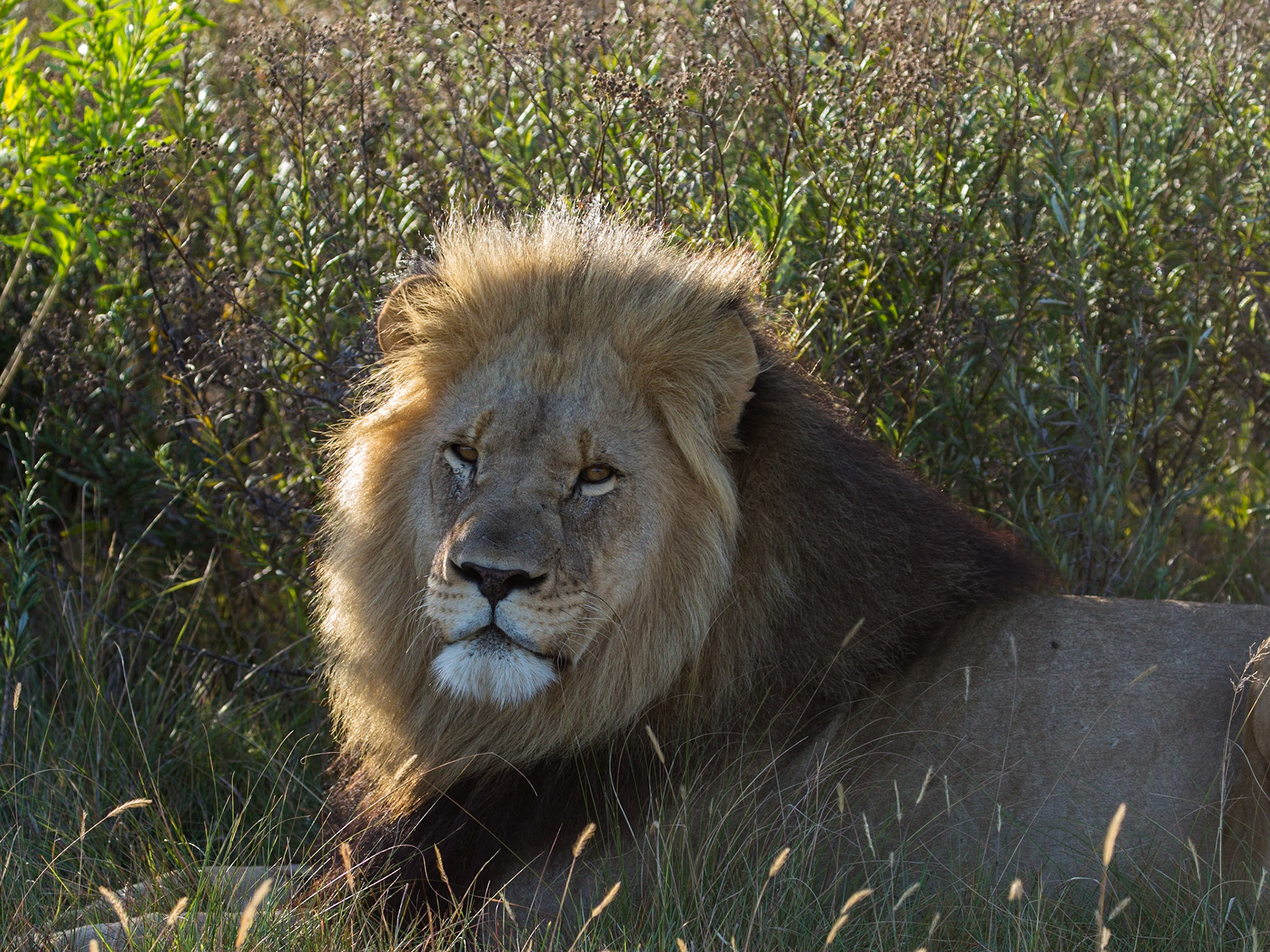 Watchful Adult Male Lion