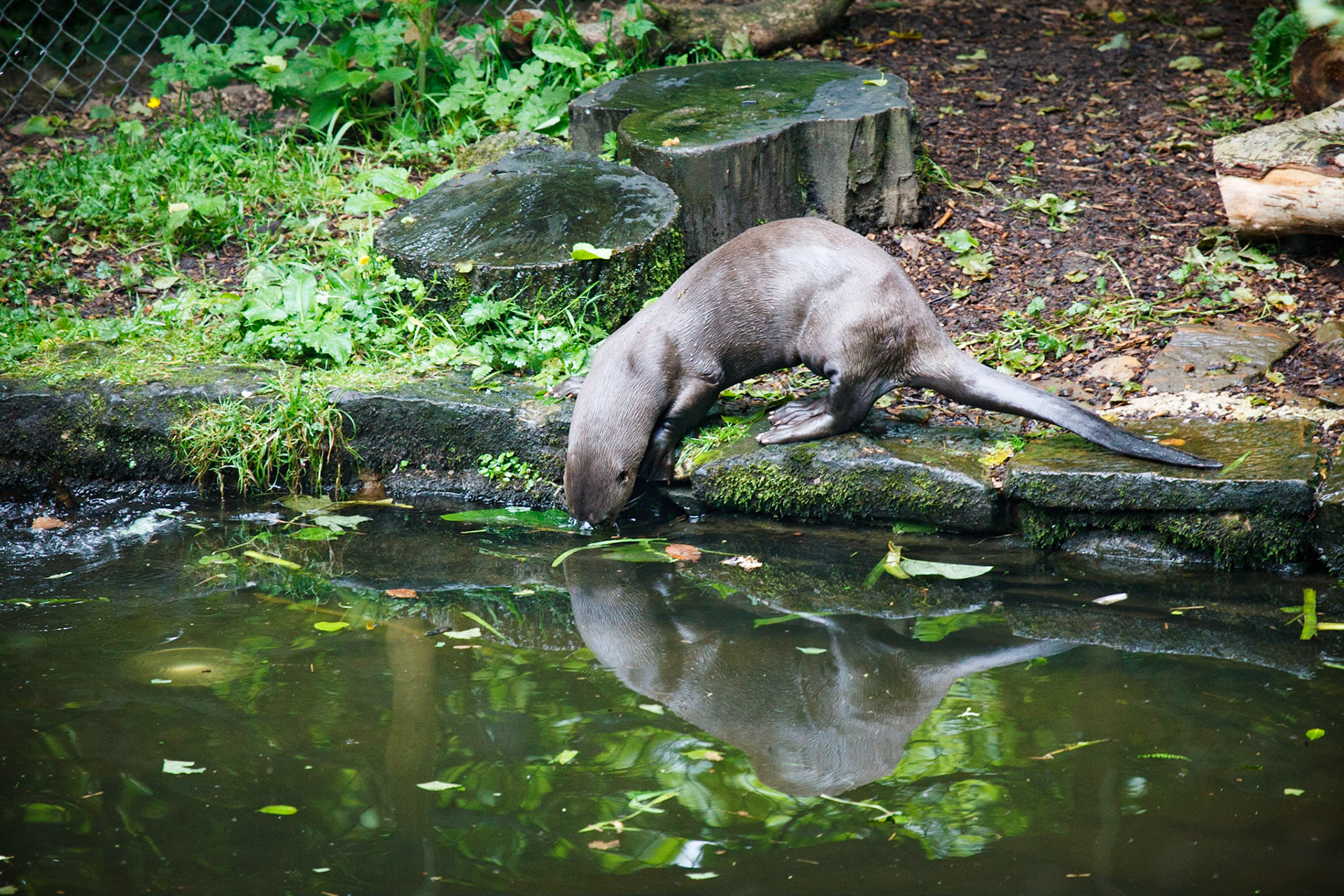 North American River Otter