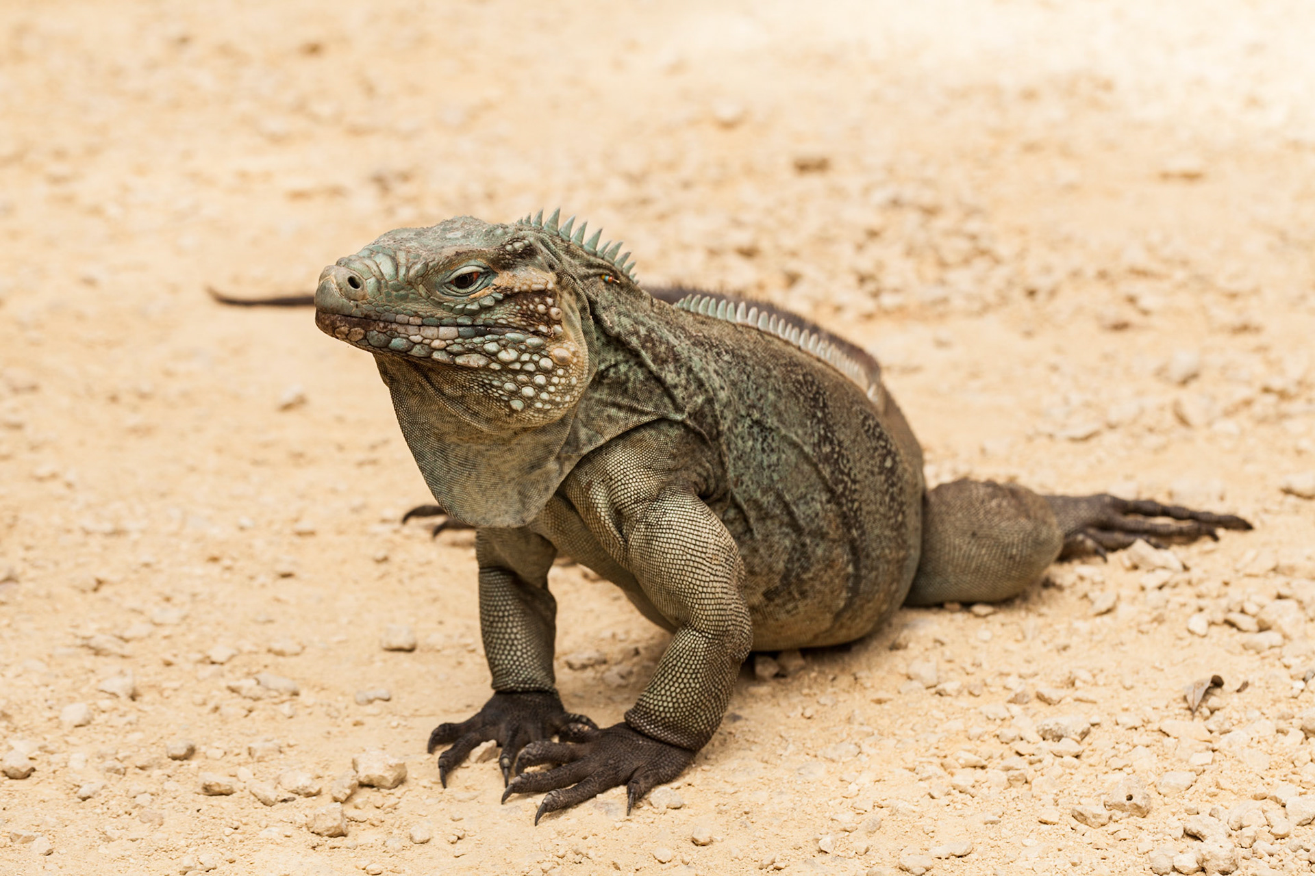 The Grand Cayman Blue Iguana (Cyclura Lewisi)