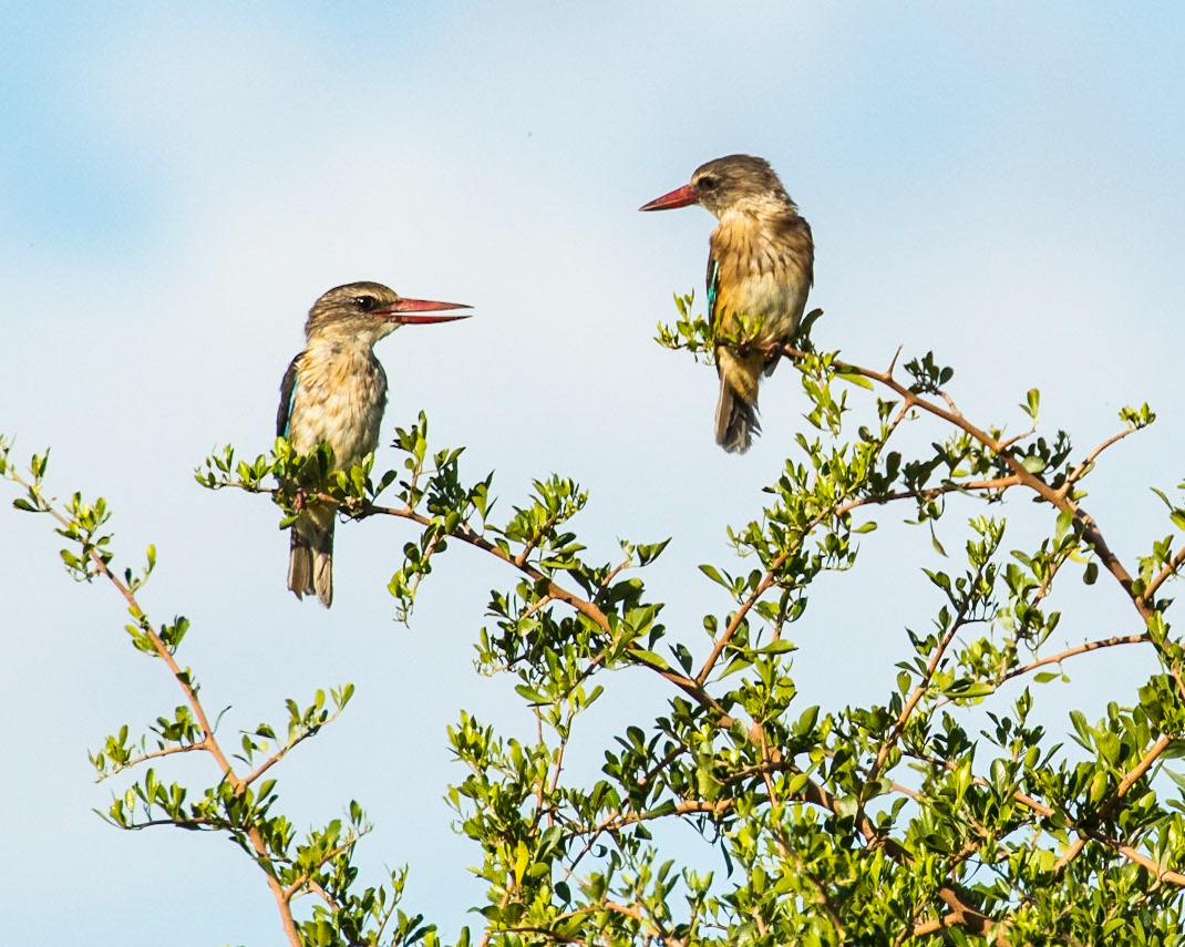 A Pair Of Brown Hooded Kingfishers