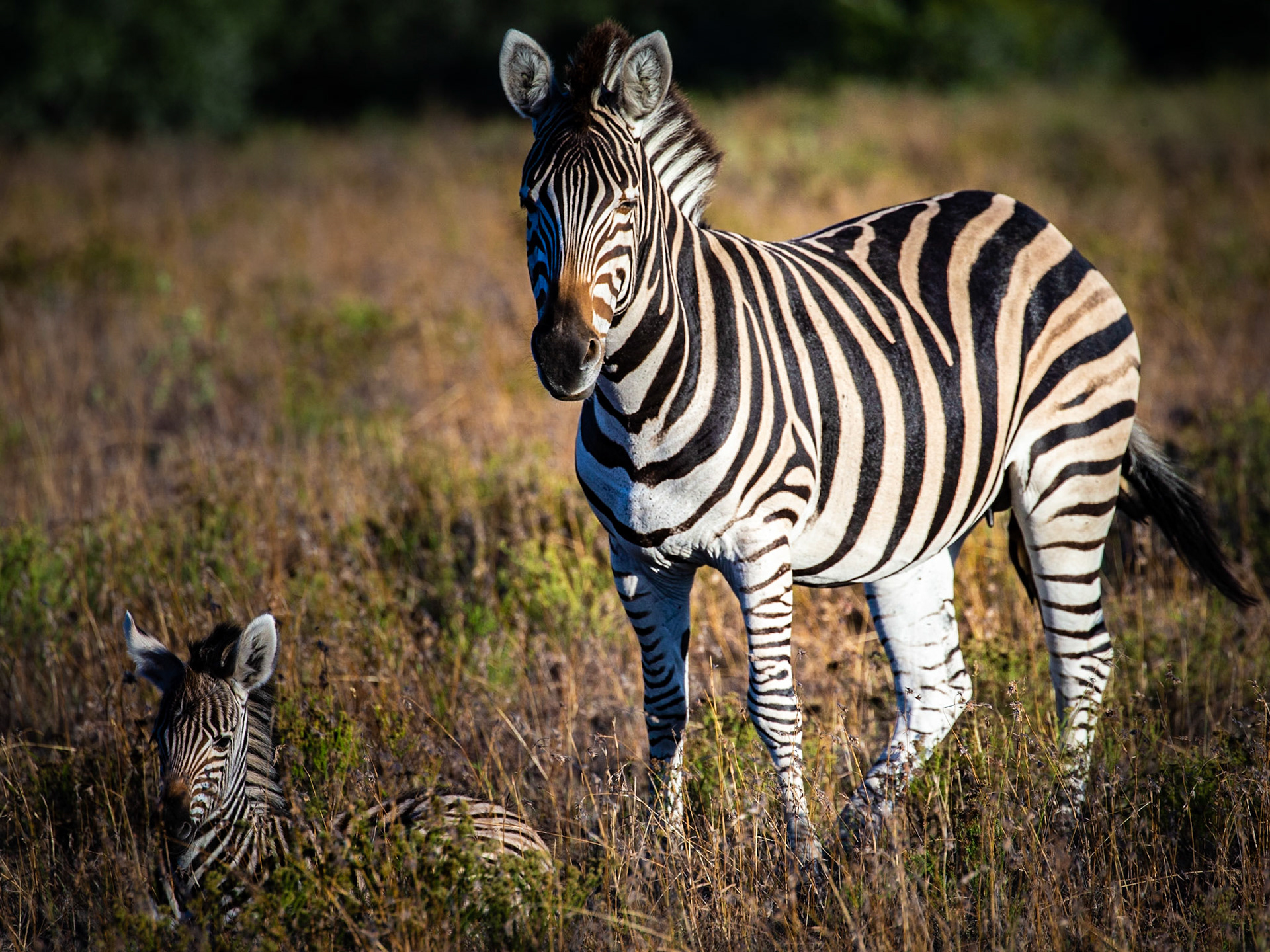 Zebra Foal With Mother