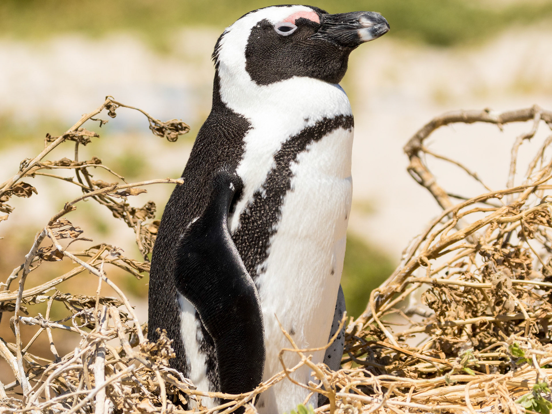 Boulders Beach is located a few kilometres to the south of Simon's Town, in the direction of Miller's Point. Here small coves with white sandy beaches and calm shallow water are interspersed between boulders of Cape granite. There has been a colony of African penguins at Boulders Beach since 1985.  The African penguin (Spheniscus demersus), also known as the jackass penguin and black-footed penguin is a species of penguin, confined to southern African waters.