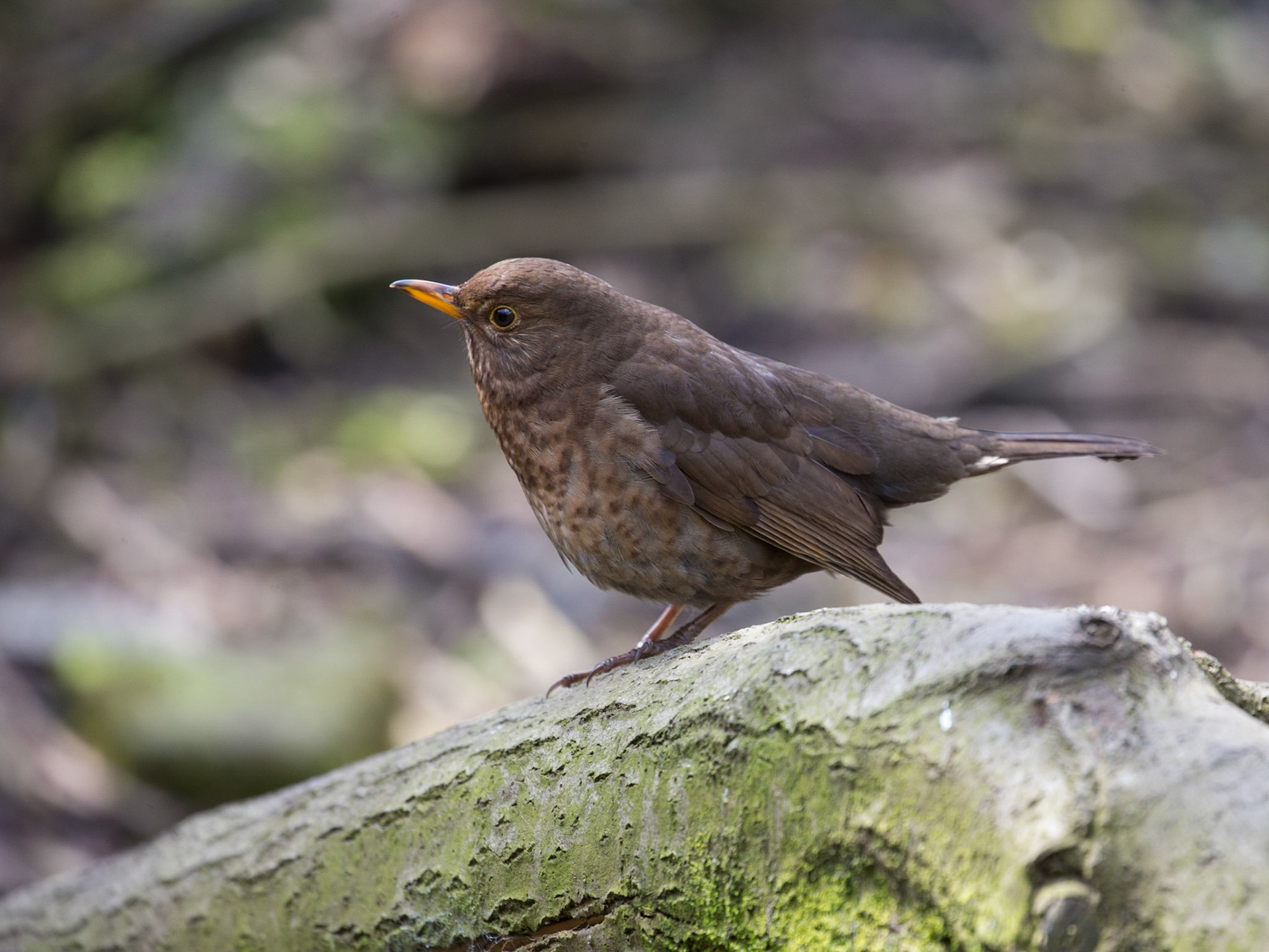 Thrush