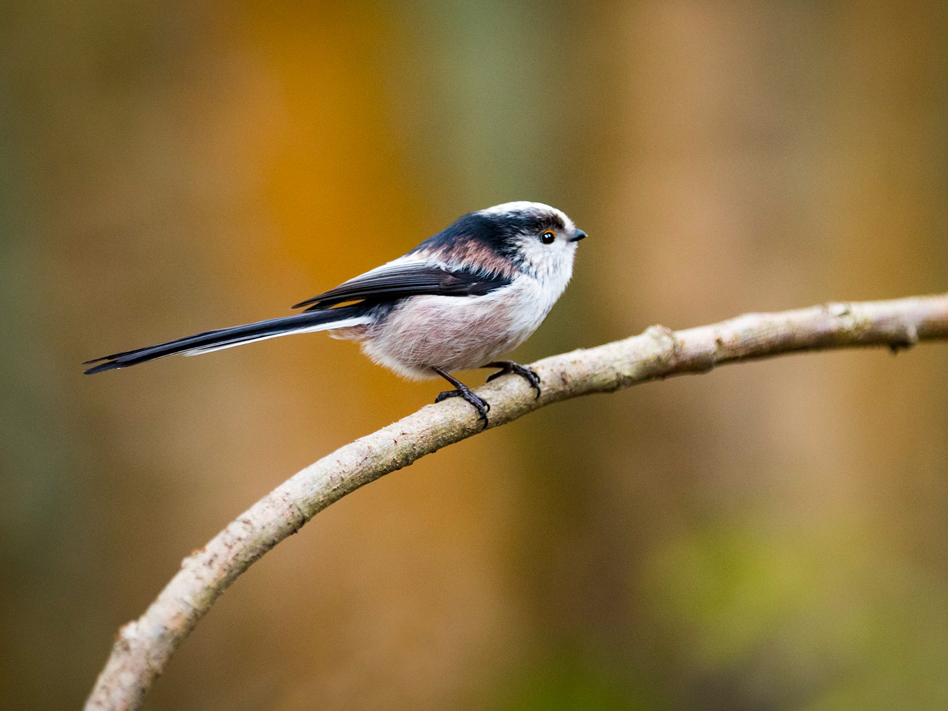 Long Tailed Tit