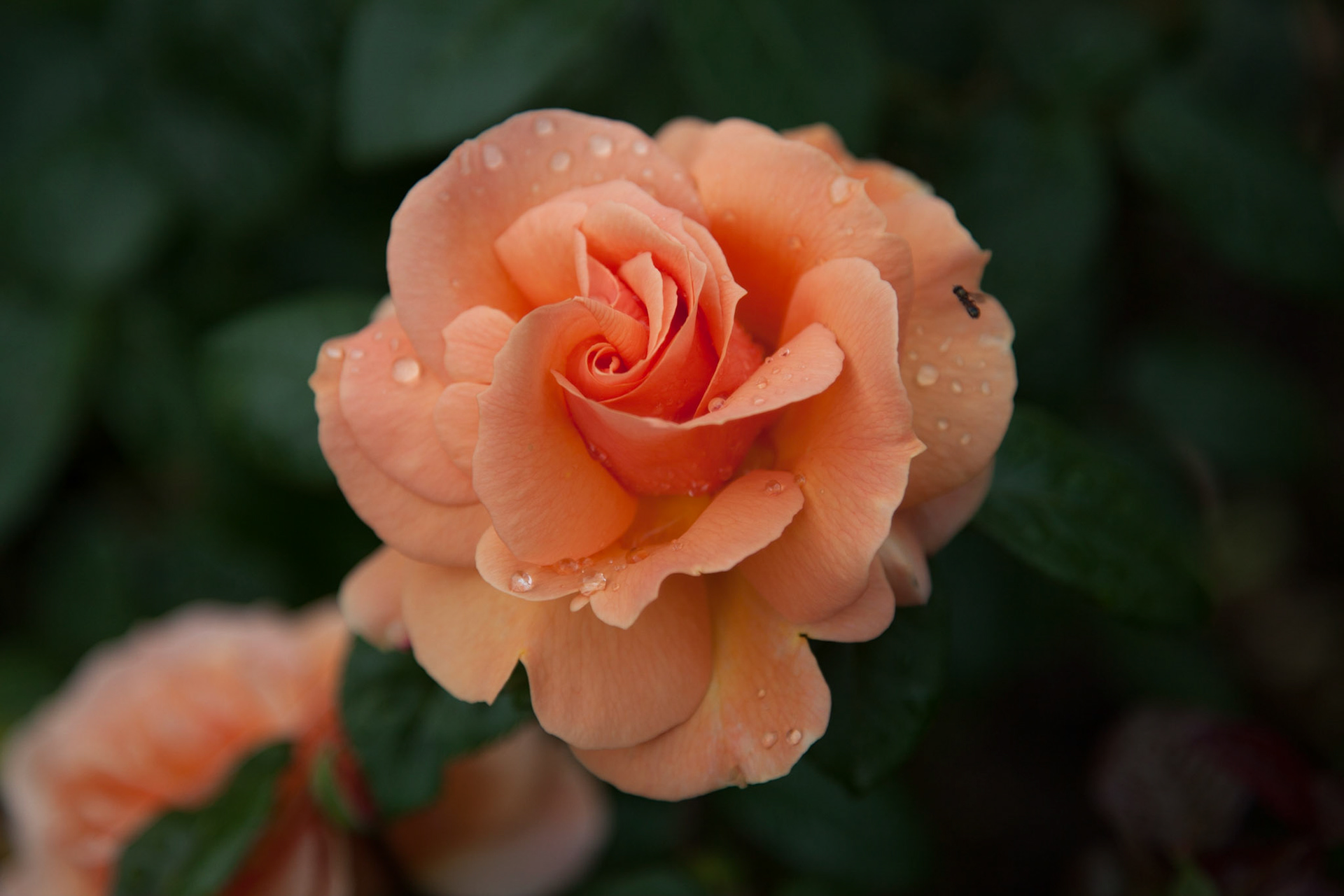 Orange Rose