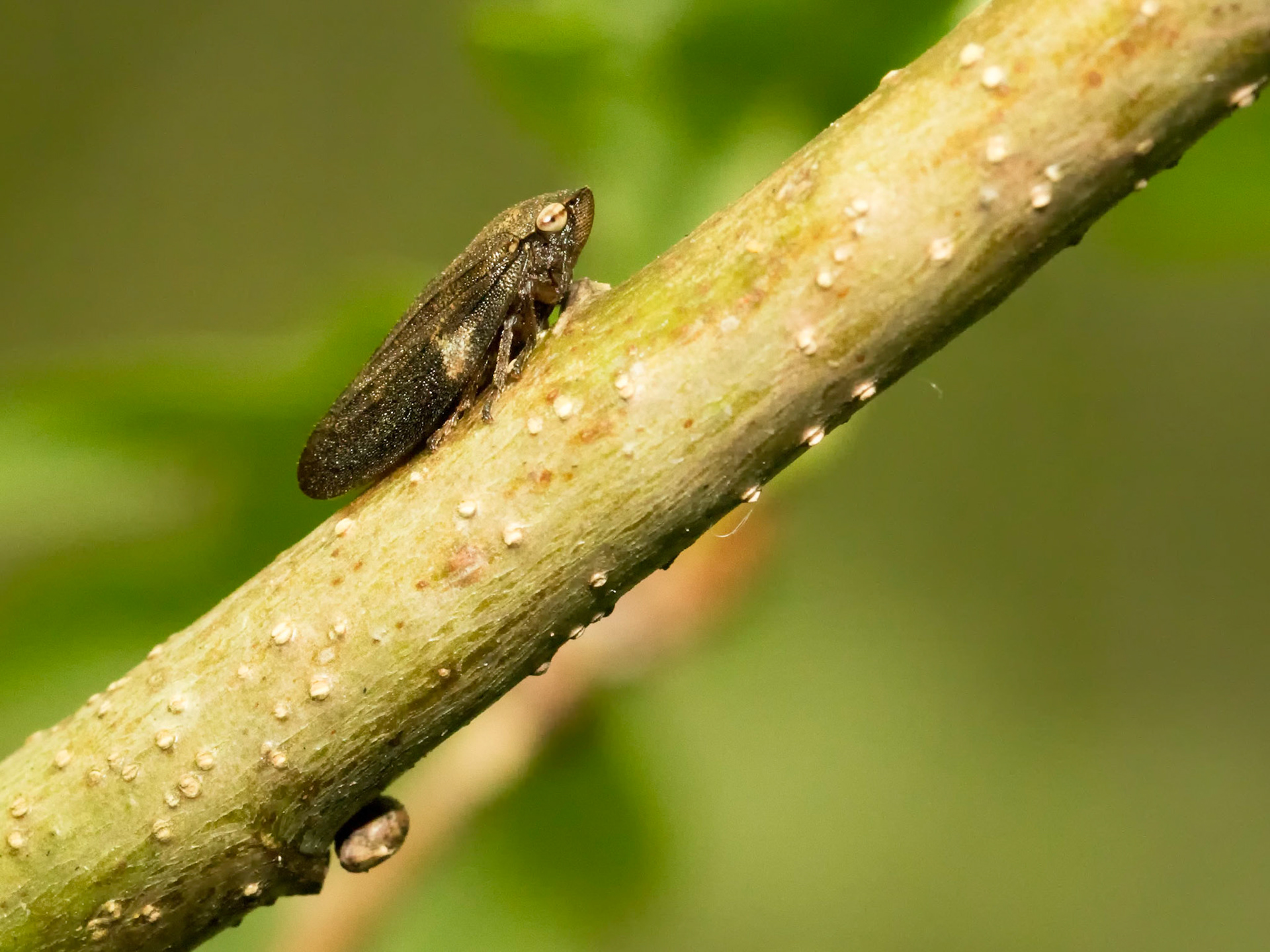 The Froghopper (Aphrophora alni) The adult is oval in outline, usually marbled brown in colour.  Jumps well. It creates a frothy mass known as "cuckoo spit" in which it lives.