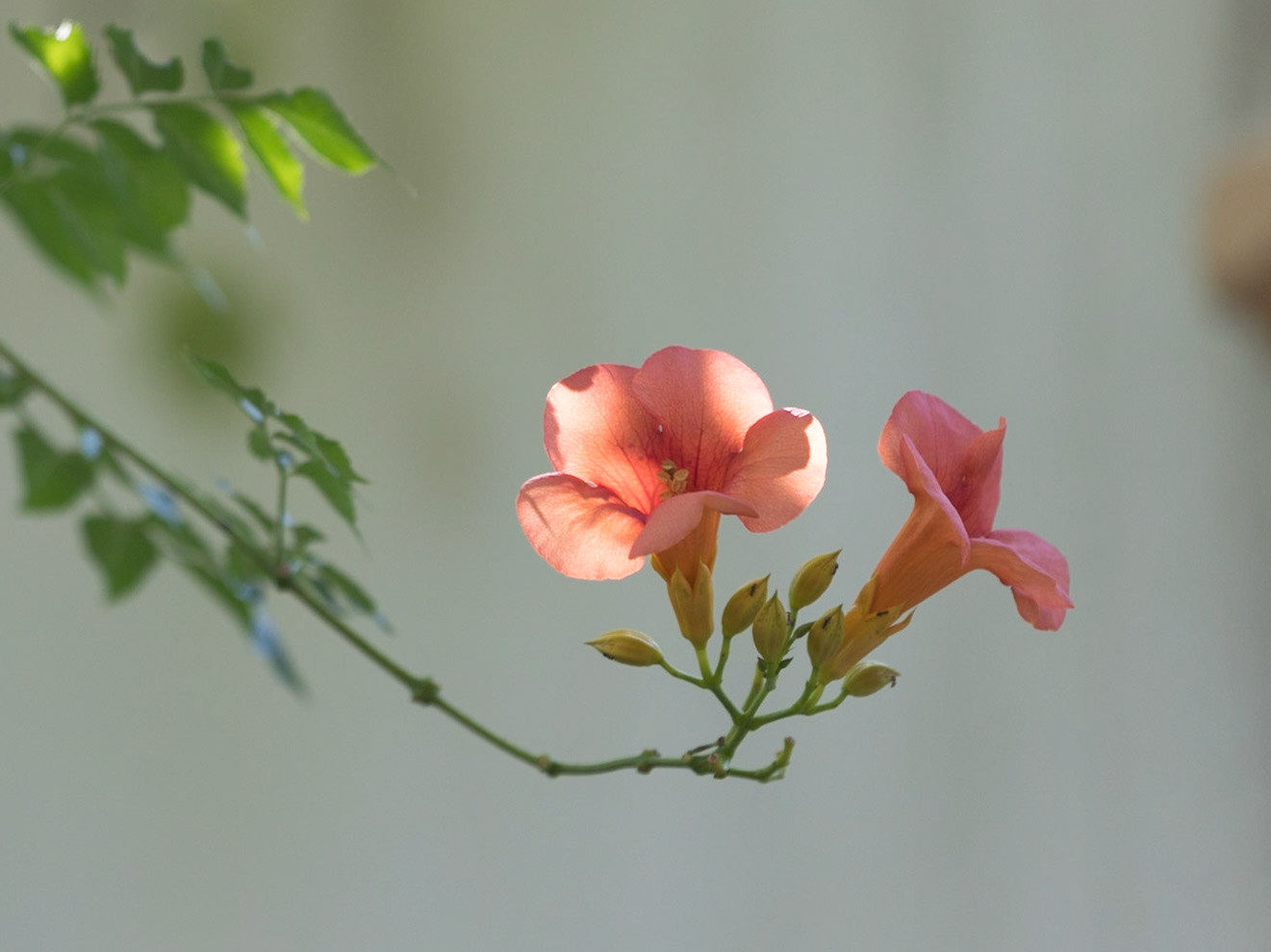 Trumpet Vine In The Sunlight, Crete