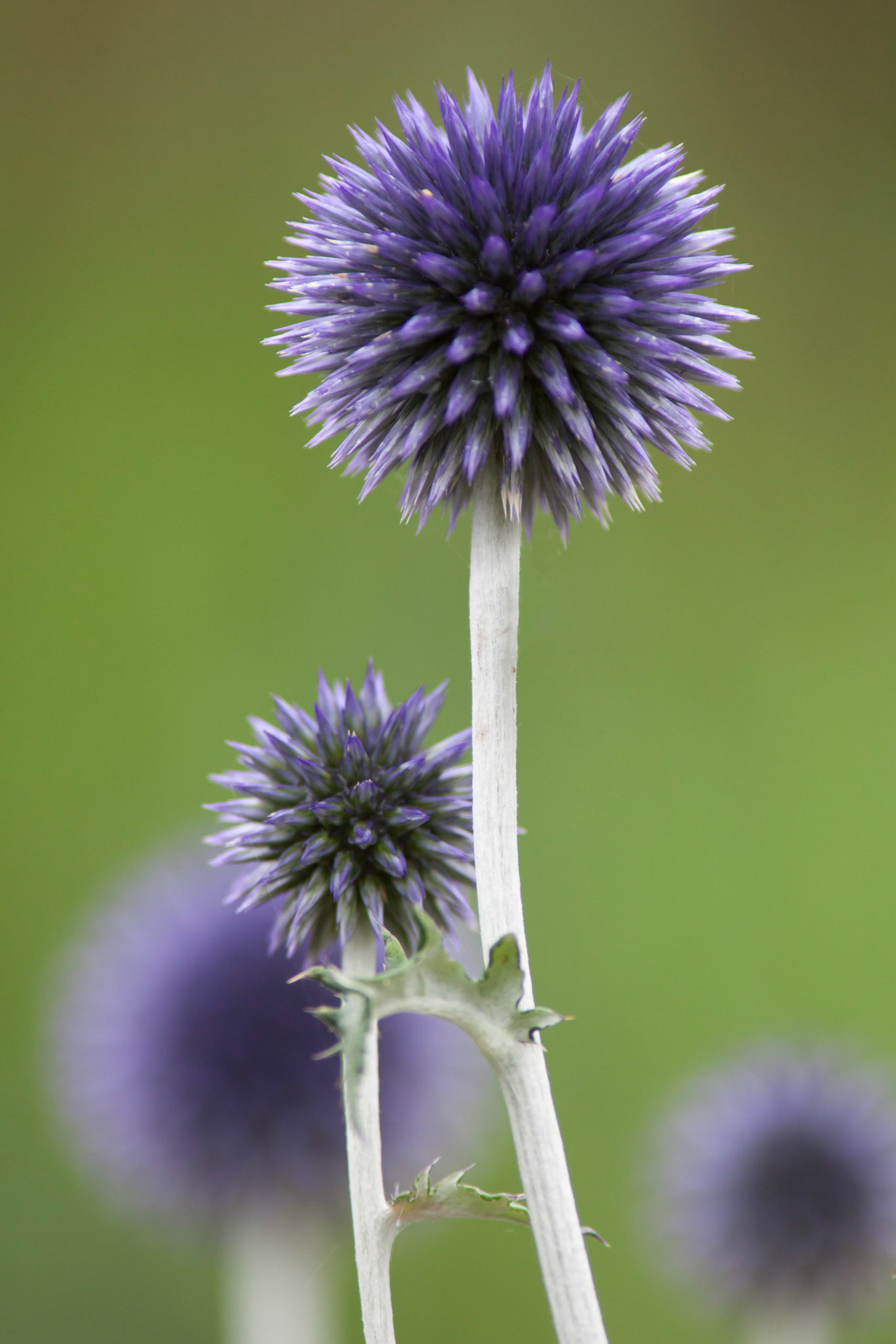 Veitch's Blue Globe Thistle