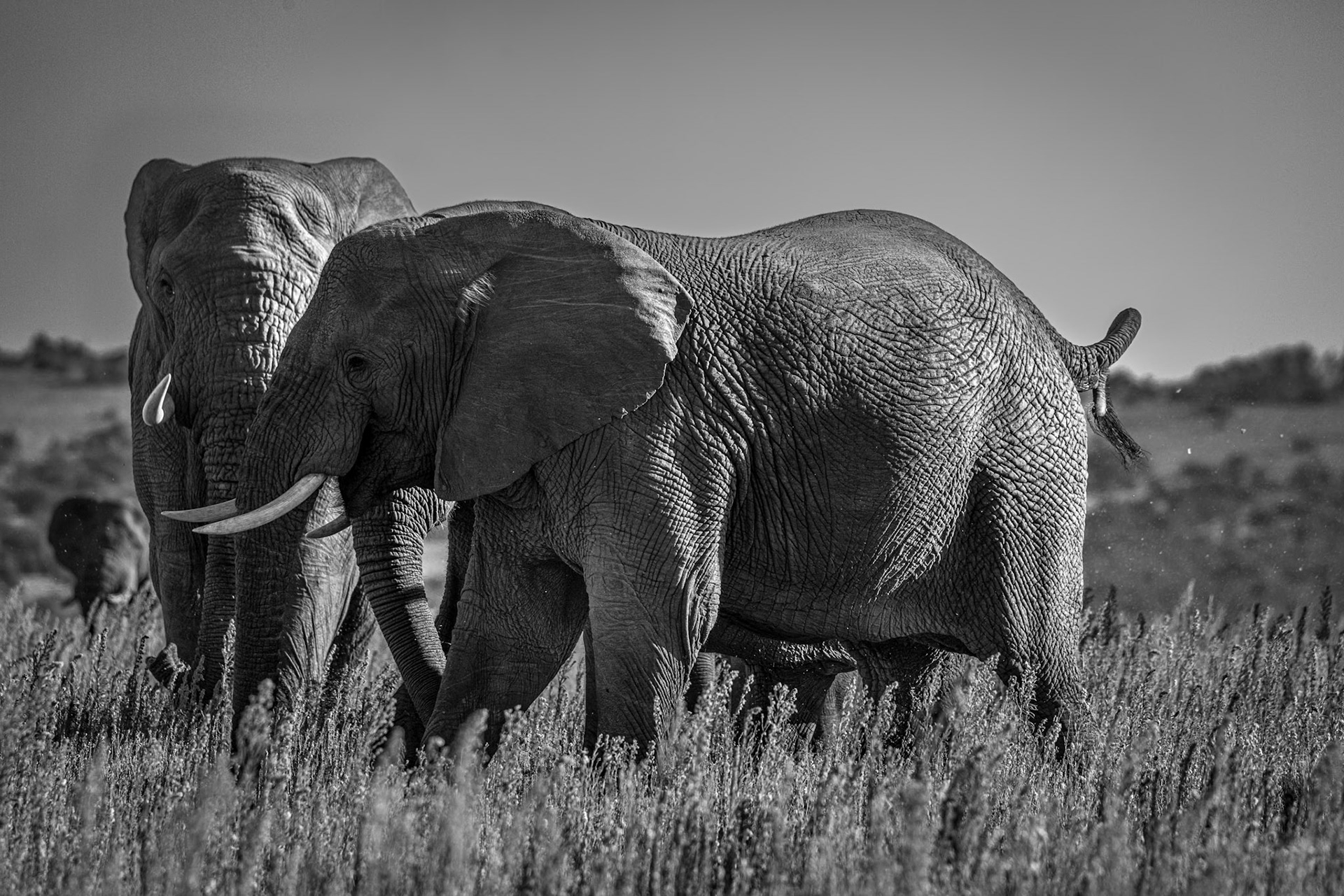 African Elephants