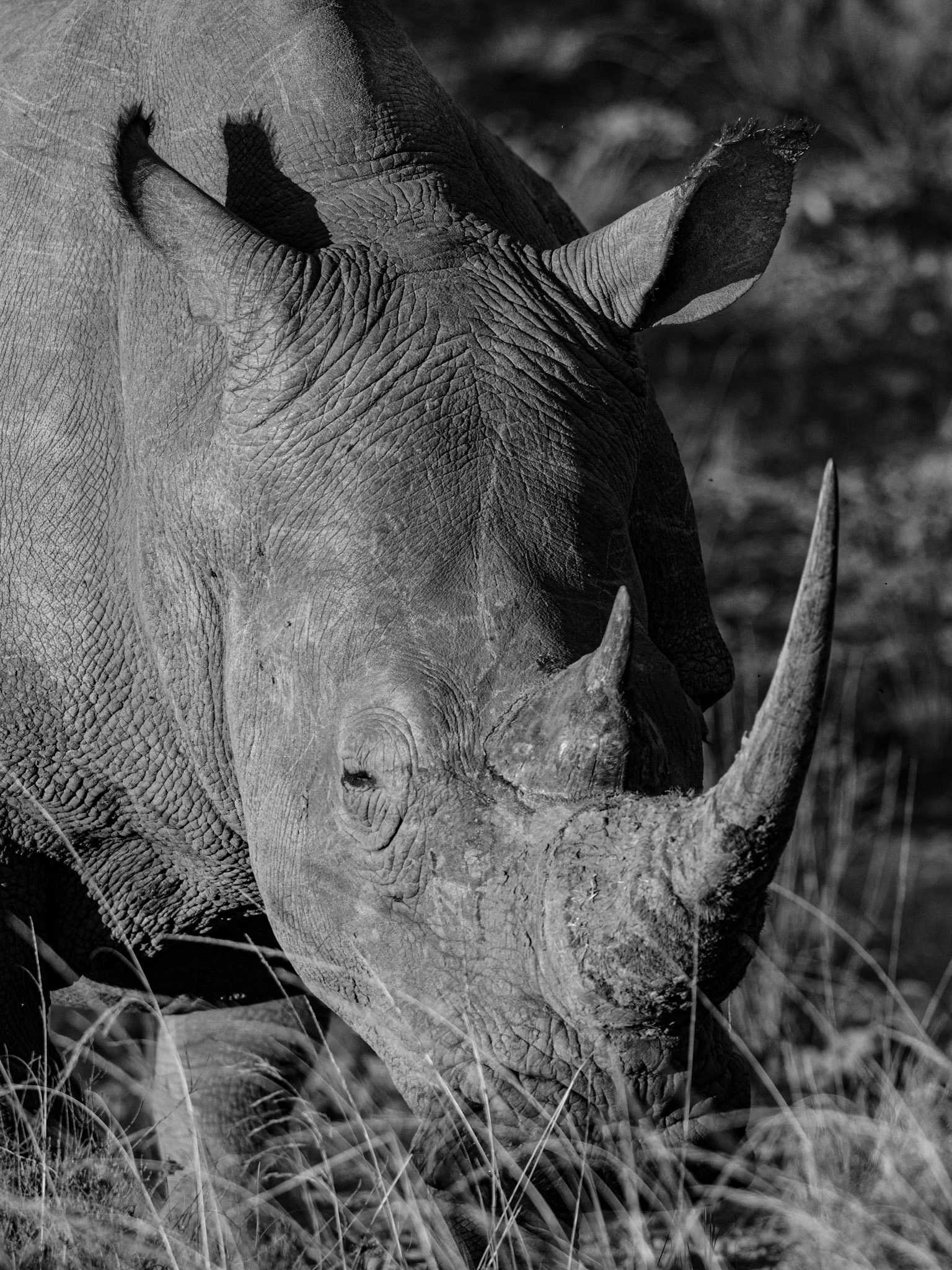 The White Rhinoceros in Monochrome