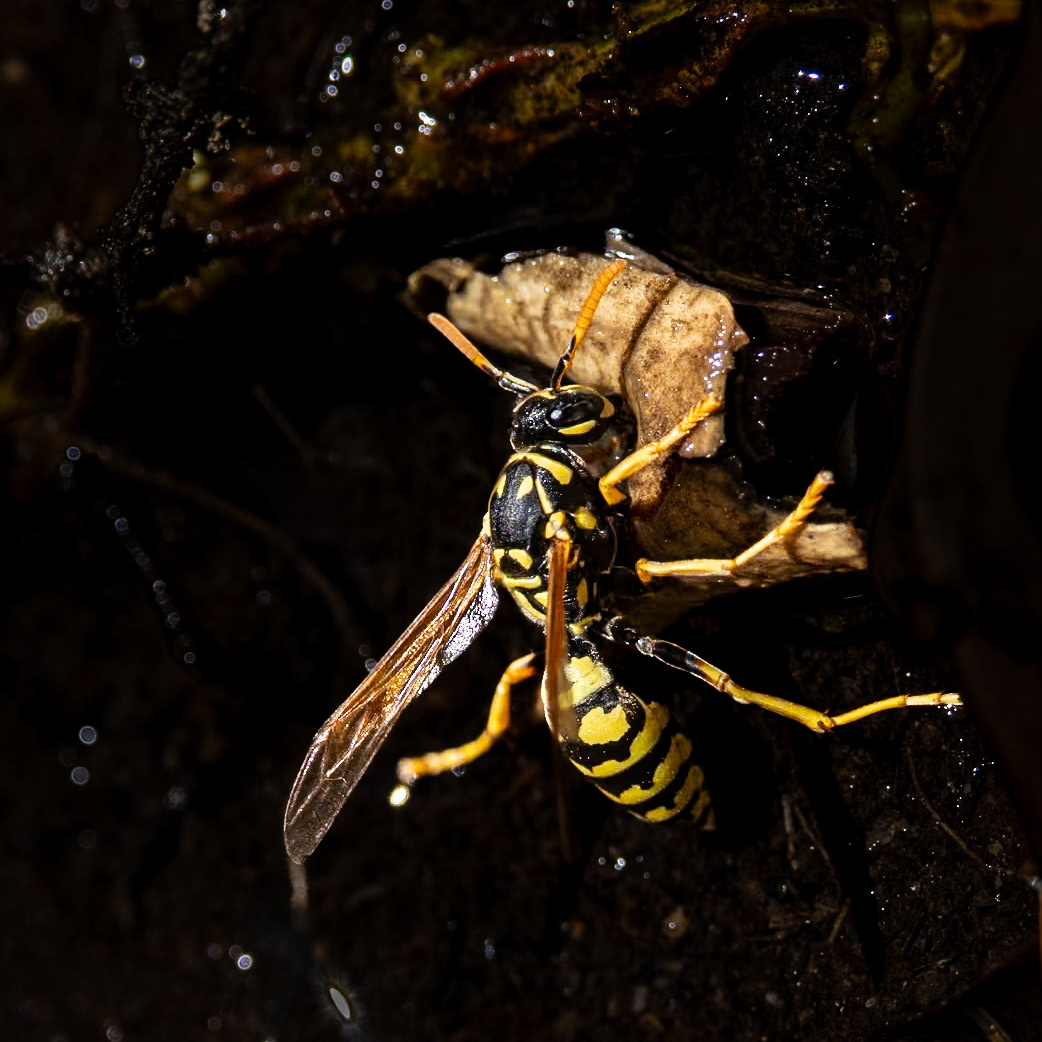 The European paper wasp (Polistes dominula)