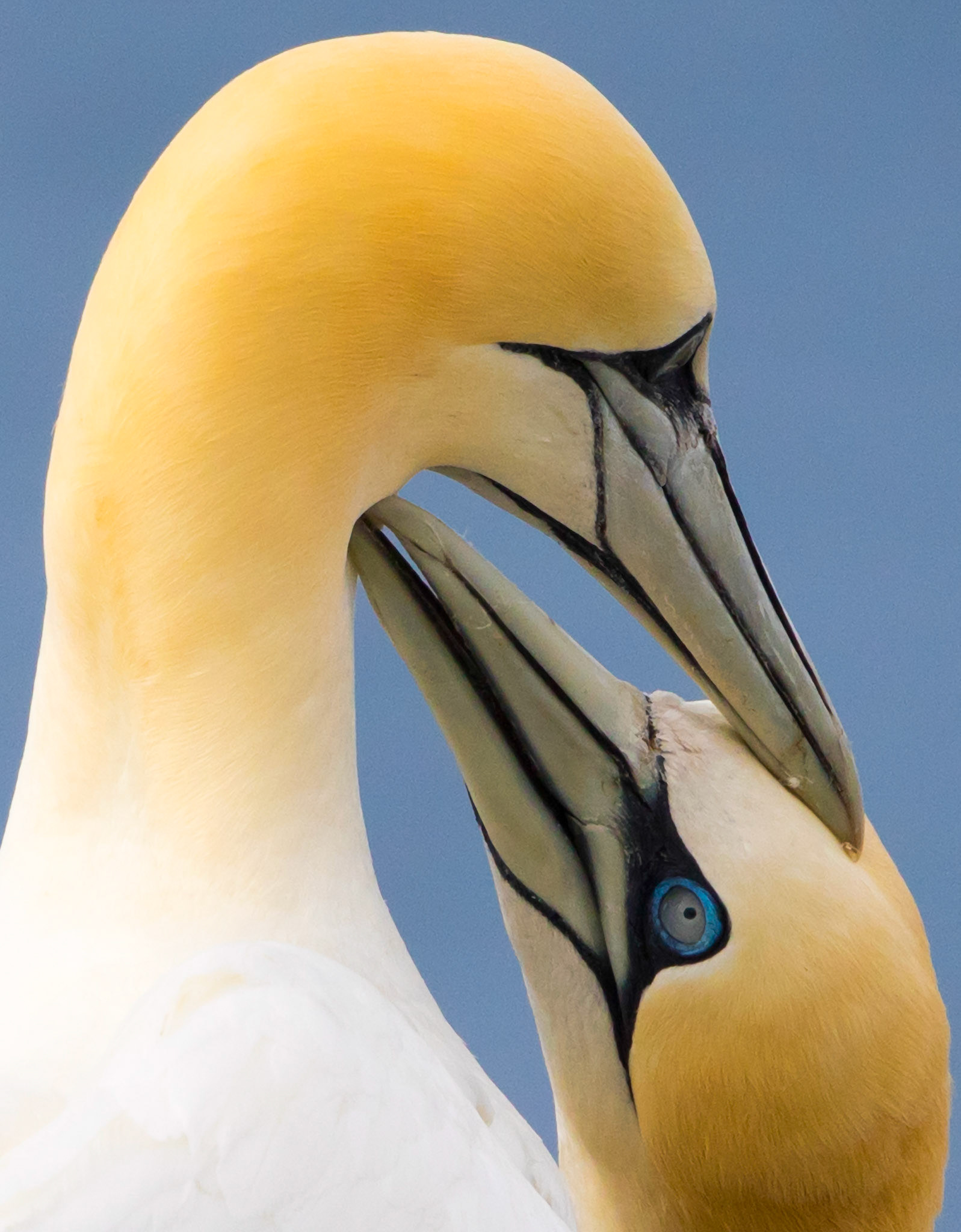 Adults are large and bright white with black wingtips. They are distinctively shaped with a long neck and long pointed beak, long pointed tail, and long pointed wings. At sea they flap and then glide low over the water, often traveling in small groups. They feed by flying high and circling before plunging into the sea. They breed in significant numbers at only a few localities and so is an Amber List species. The nest (built mostly by male) is pile of grass, seaweed, dirt, feathers, compacted and held together by droppings, used by same pair for years and gradually building up to tall mound. It requires regular maintenance during the nesting season. Claimed nesting territory is aggressively defended.