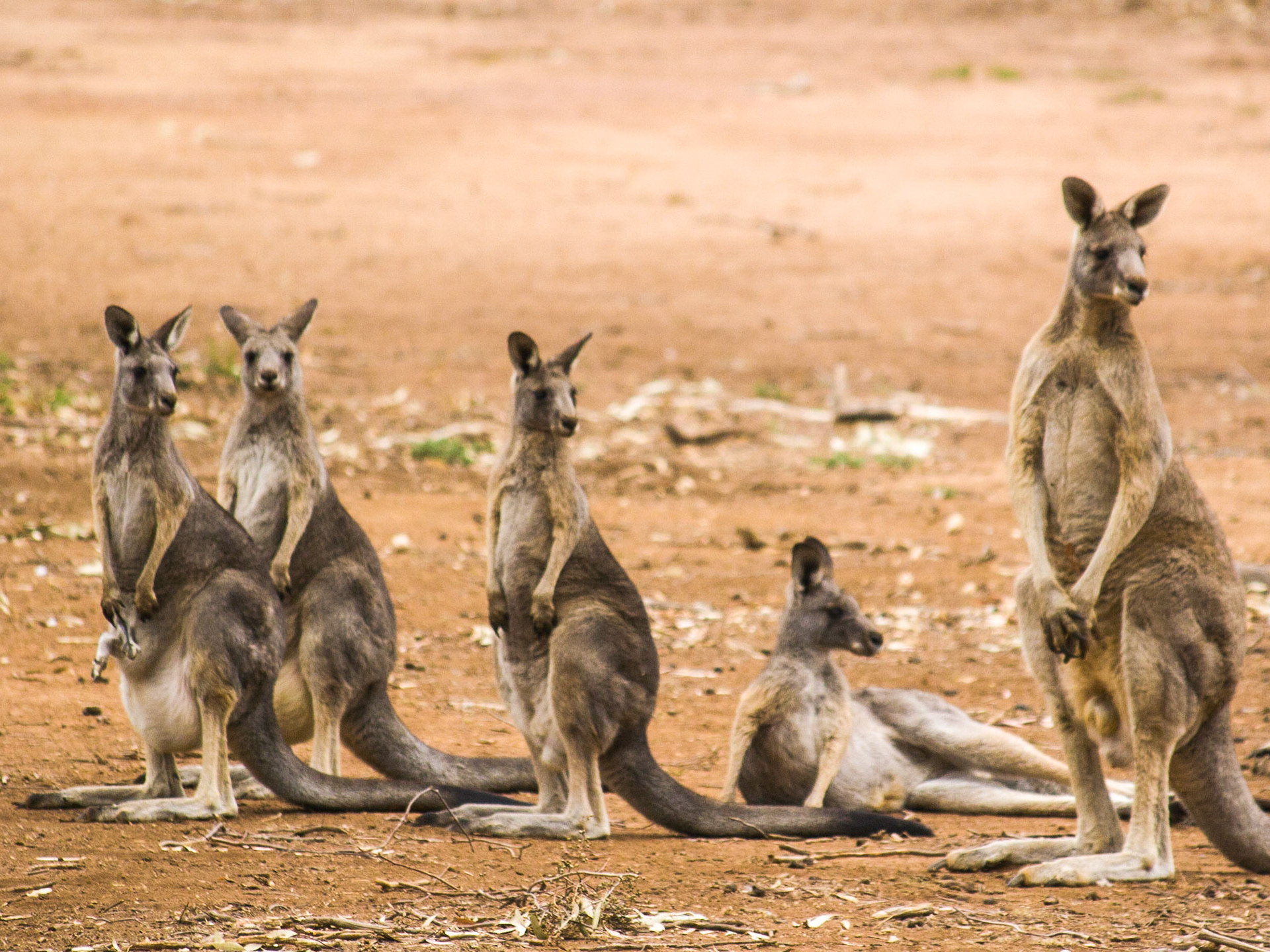 The Eastern Grey Kangaroo  (Macropus giganteus) On The Alert