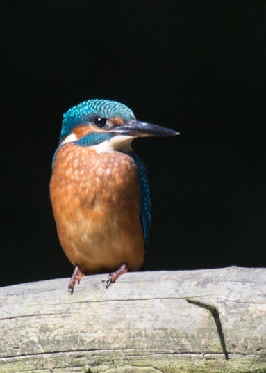 The Eurasian Kingfisher (Alcedo atthis)