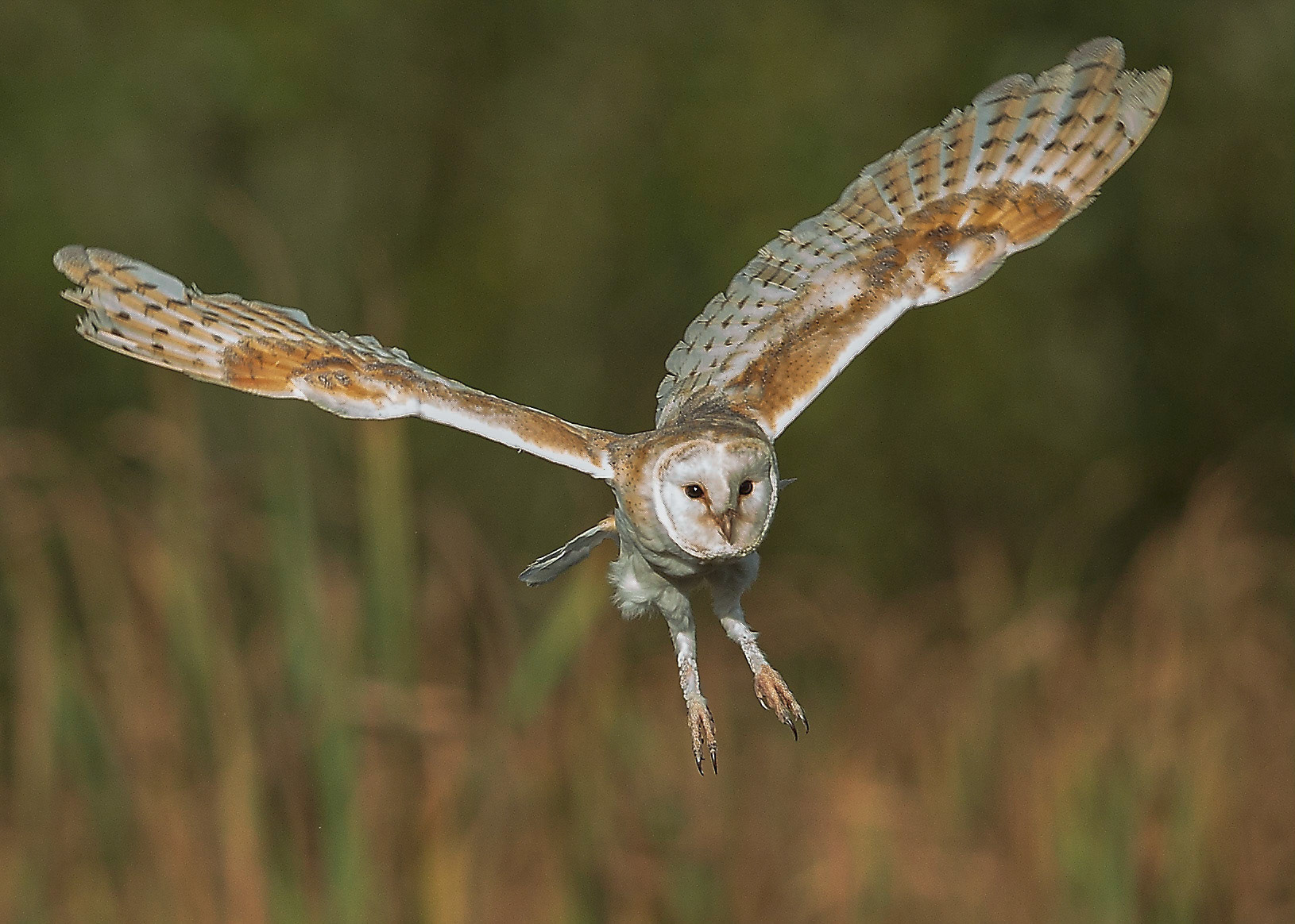 Barn Owl In Flight