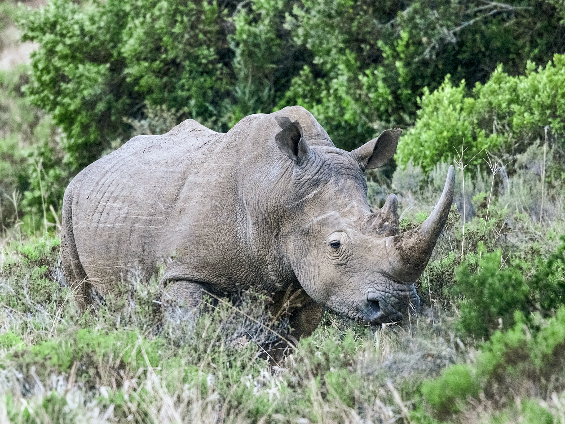 The White Rhinoceros