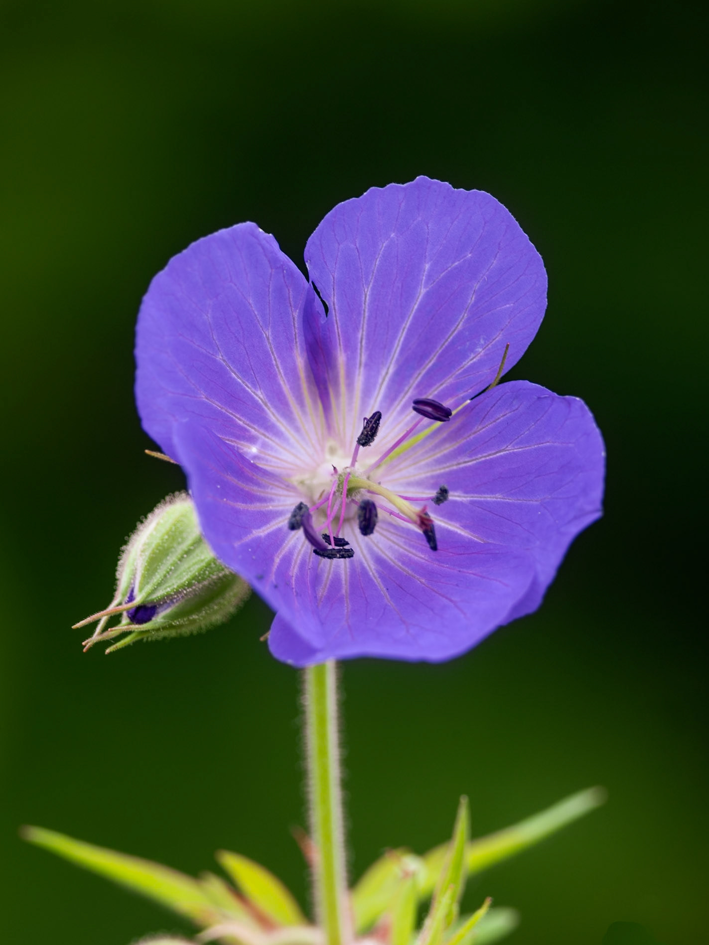 Geranium himalayense