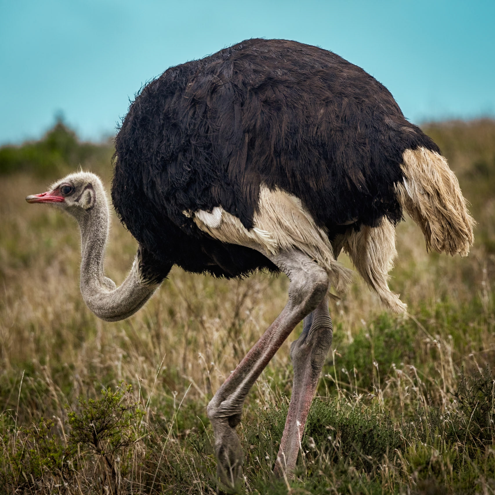 The Common Ostrich