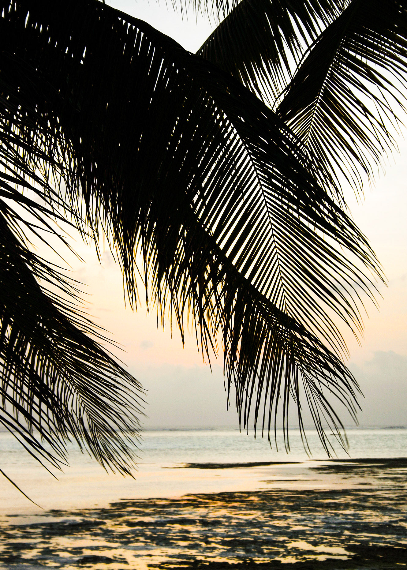 Palm Trees On Zanzibar