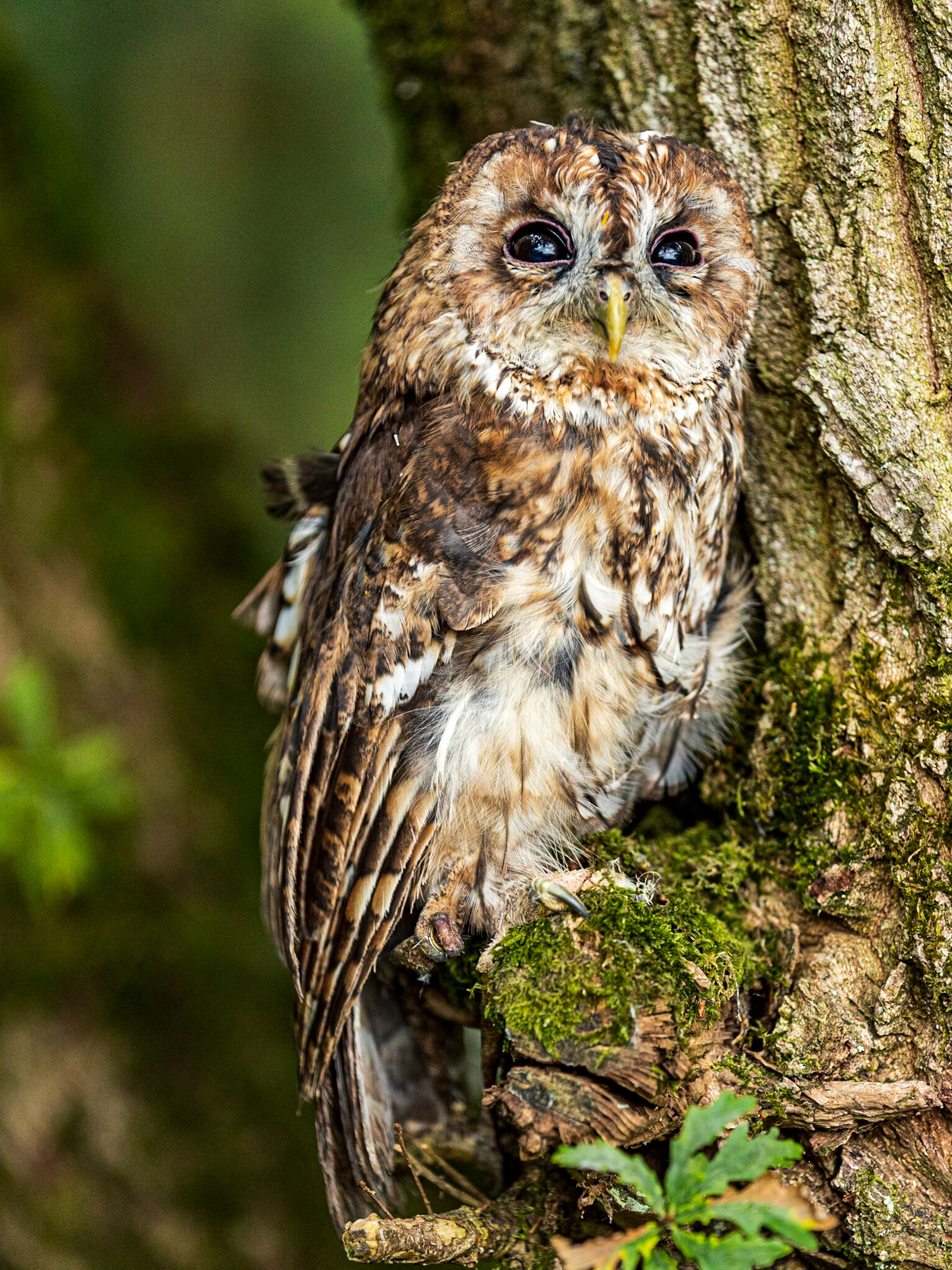 Tawny Owl