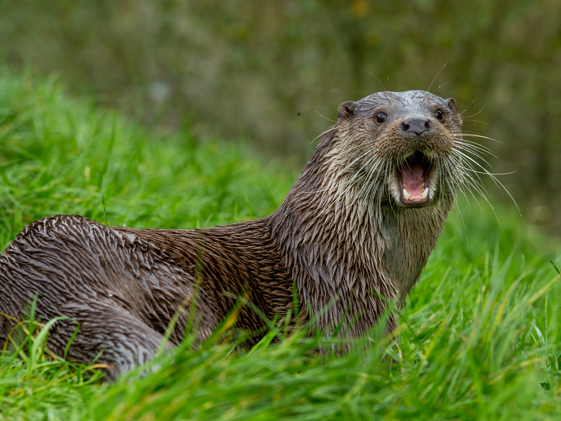 European Otter