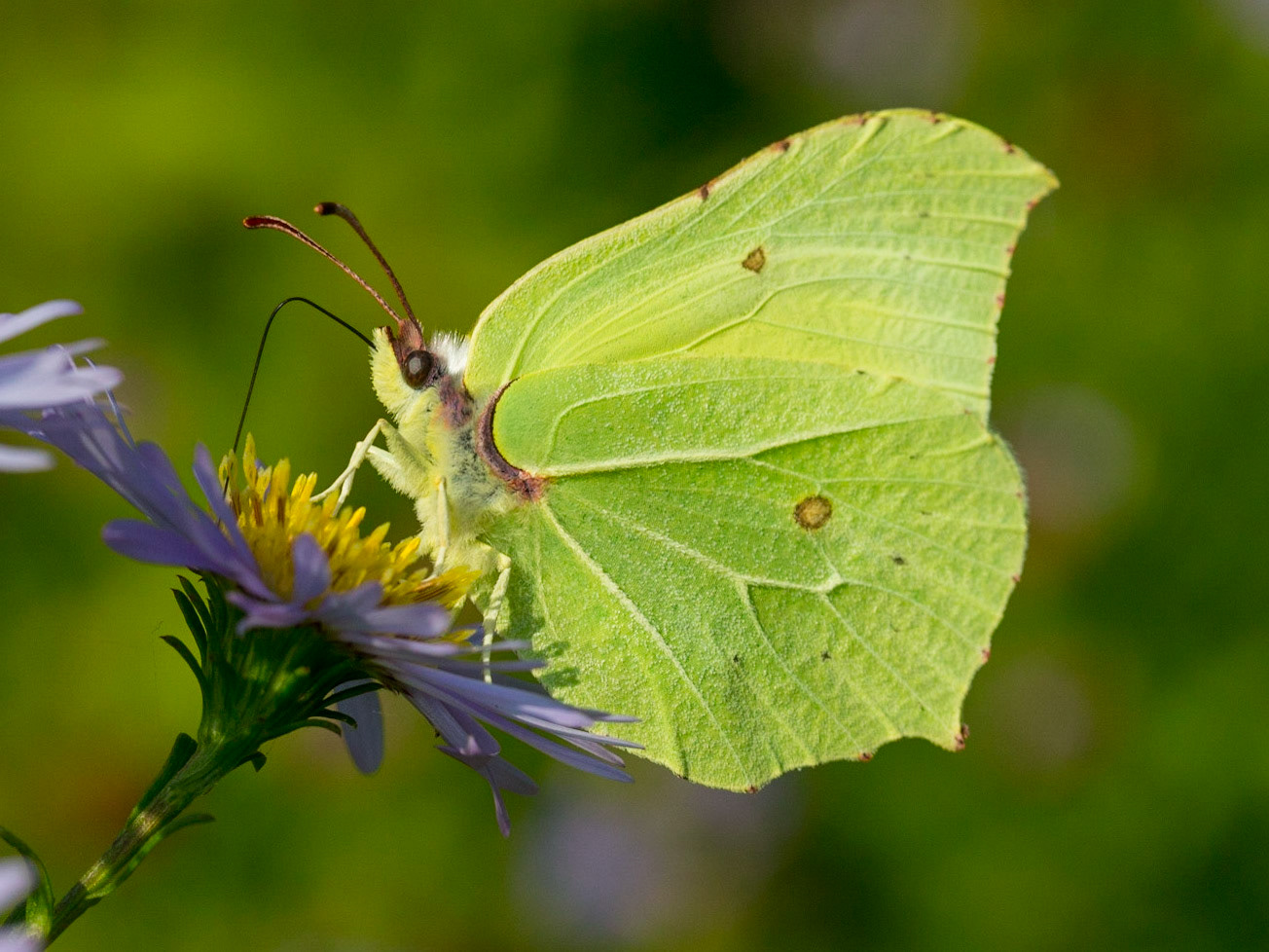 Brimstone Butterfly