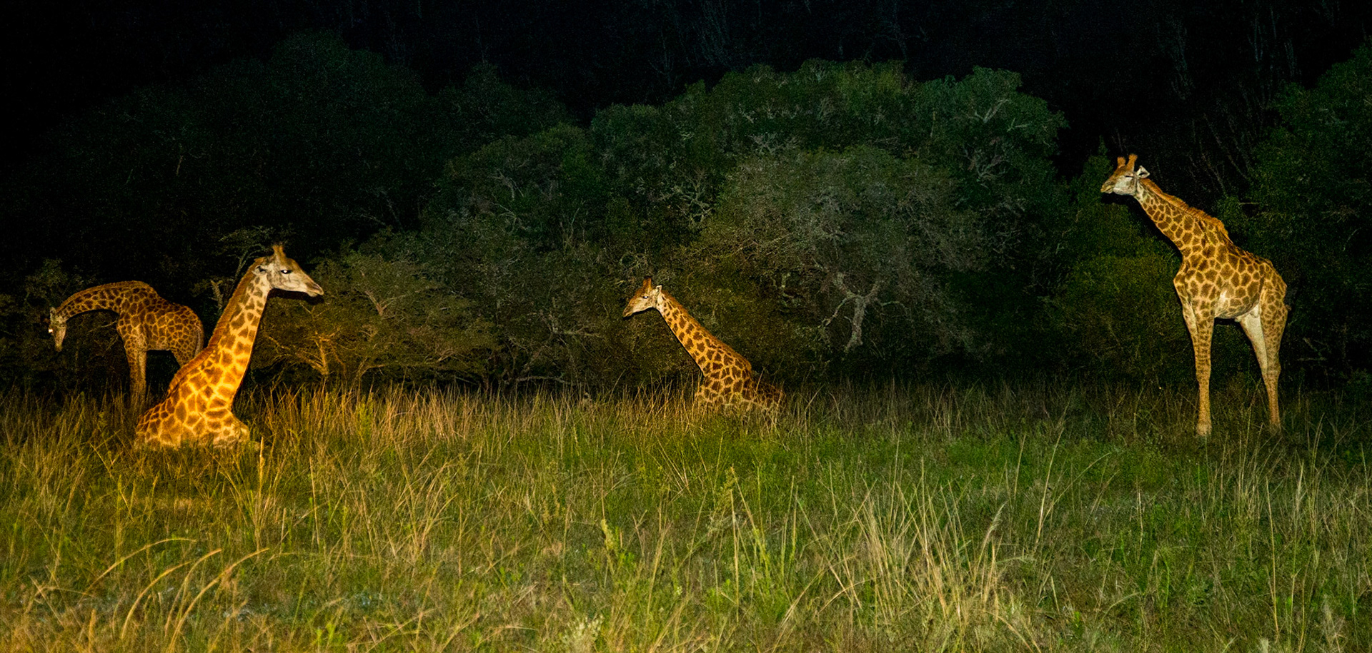 A Tower Of Giraffes Caught In Headlight Beams