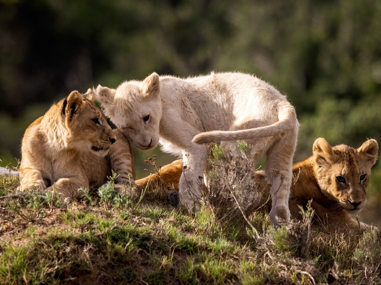 A White Lion and Tawny Lion Cub together