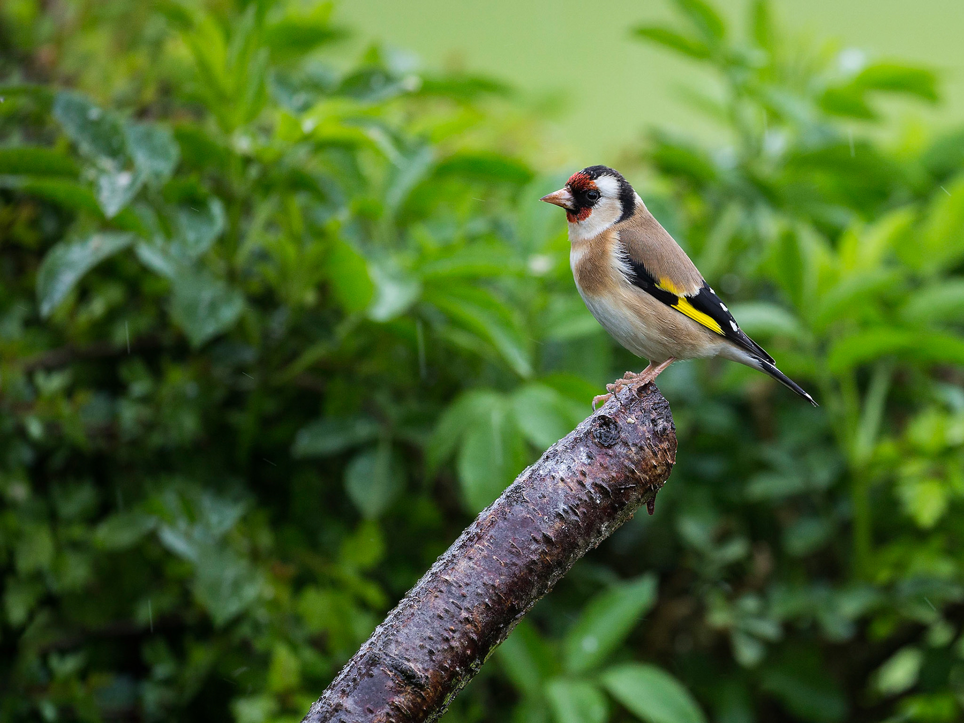 Goldfinch