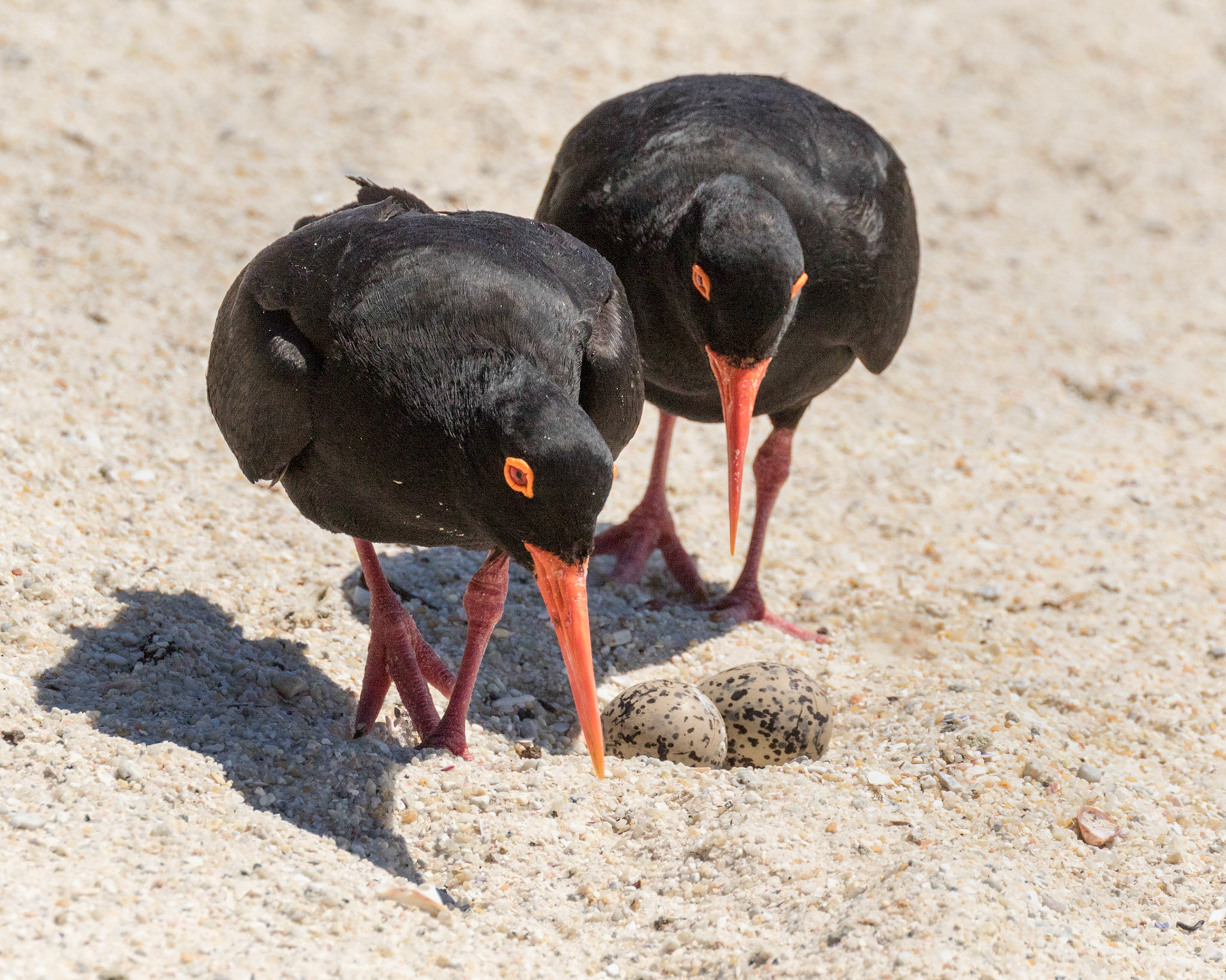 The African oystercatcher is a large, noisy wader, with completely black plumage, red legs and a strong broad red bill. The sexes are similar in appearance, however, females are larger and have a slightly longer beak than males.  The nest is a bare scrape on pebbles, sand or shingle within about 30 metres (98 ft) of the high-water mark. On rock ledges there may be a rim of shells to keep the eggs in place. The female generally lays two eggs, but there may be one or three, which are incubated by both adults. The incubation period varies between 27 and 39 days and the young take a further 38 or so days to fledge.