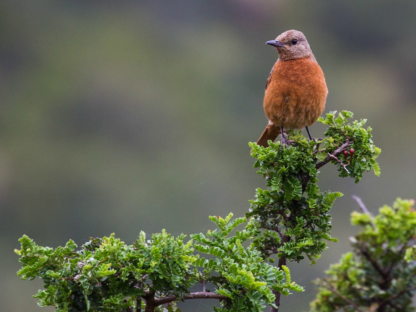 The Cape Rock Thrush