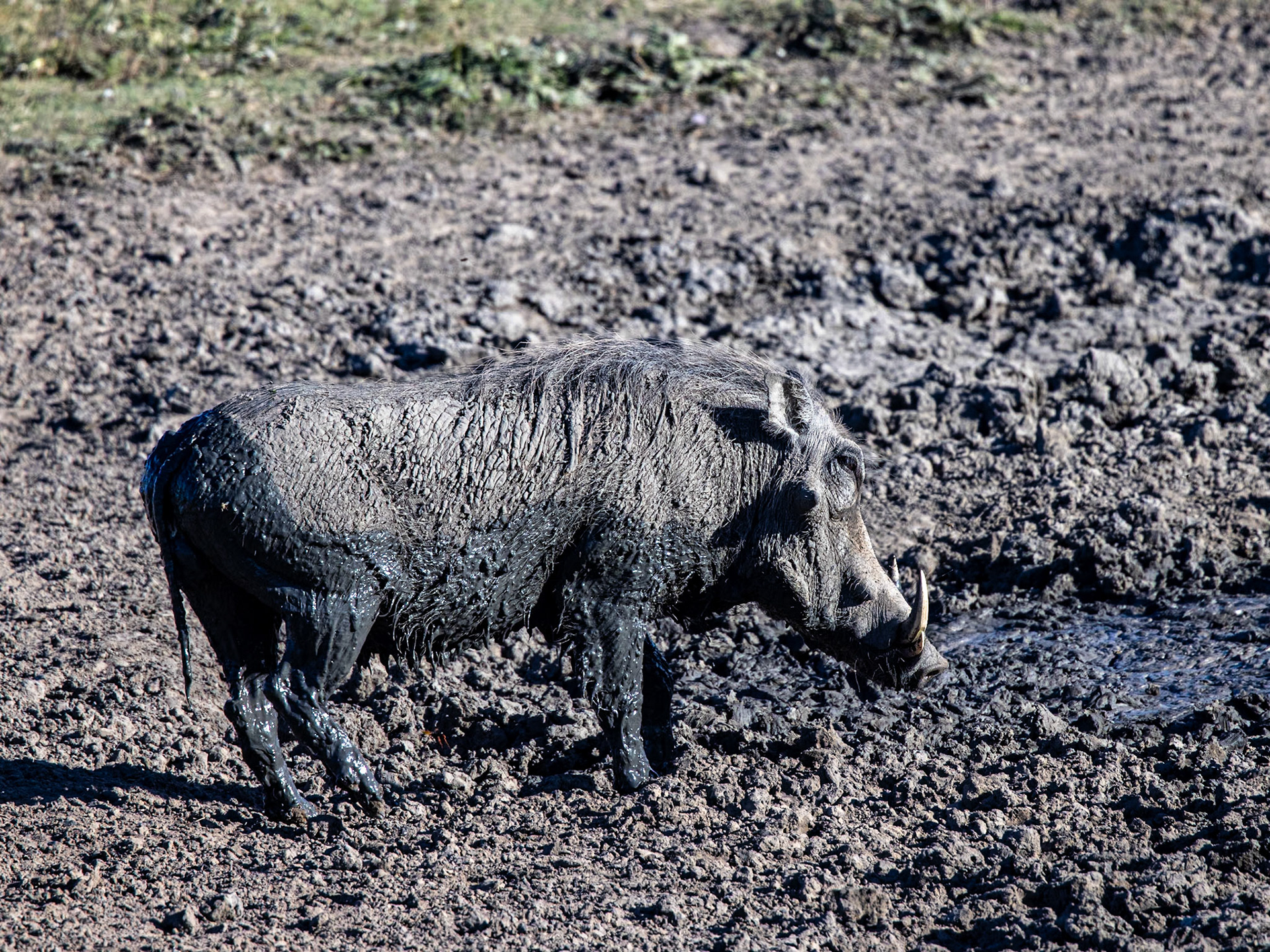 Warthog In The Mud