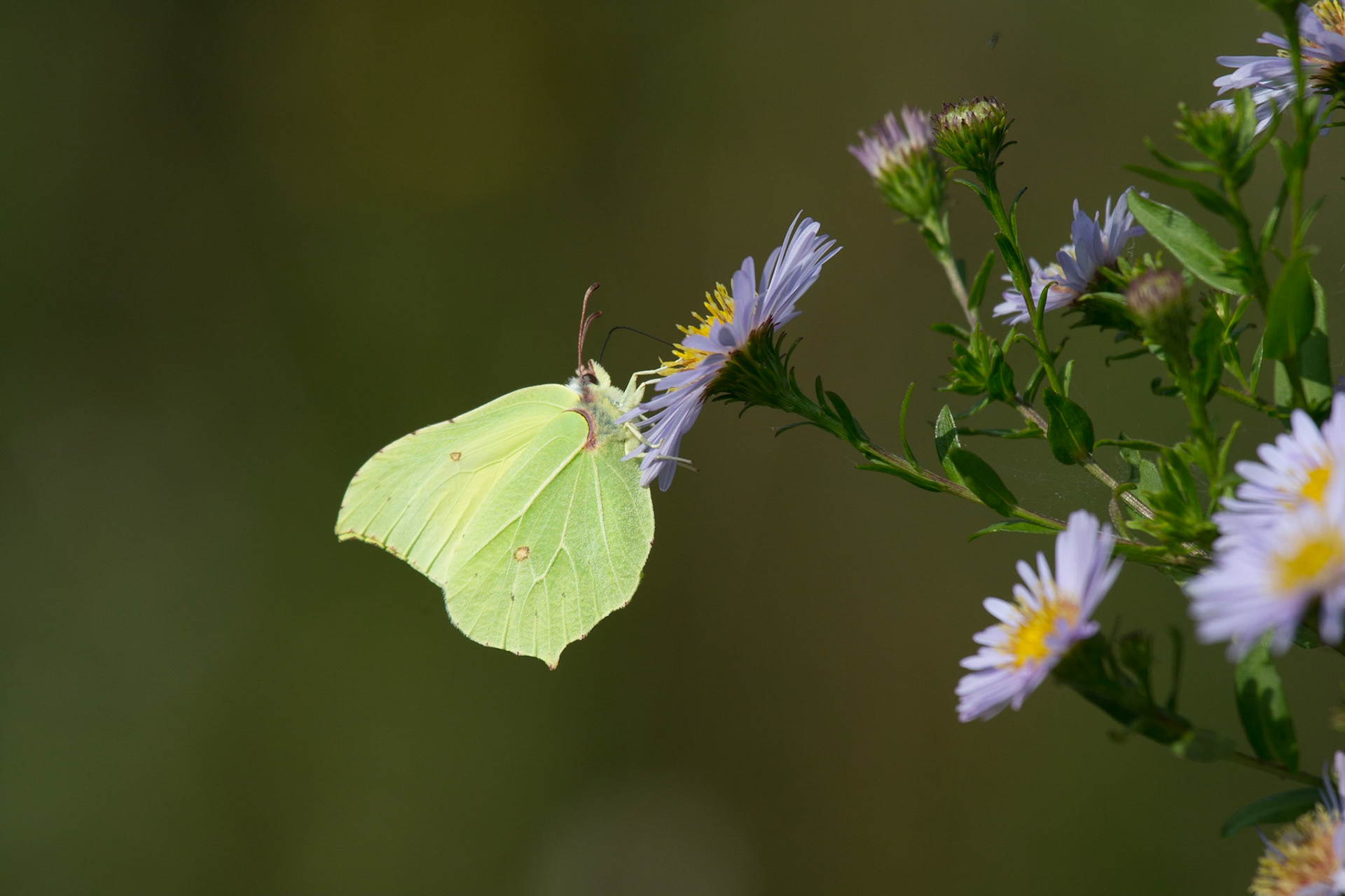 Brimstone Butterfly