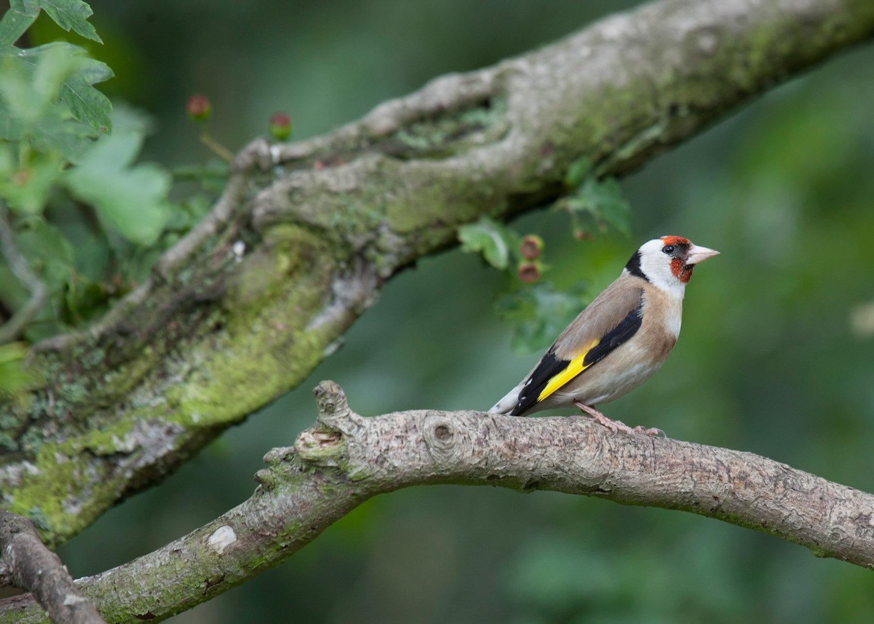 Goldfinch