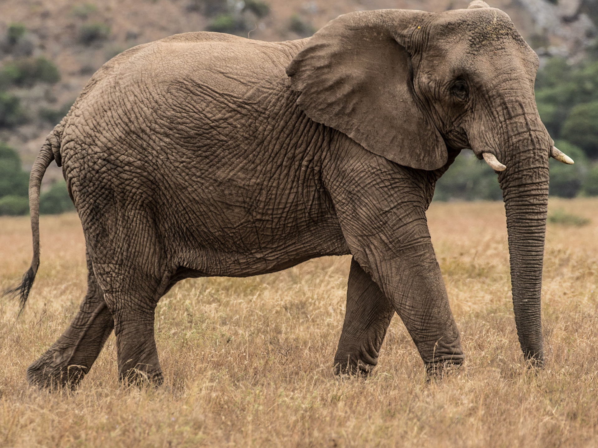 African Elephant