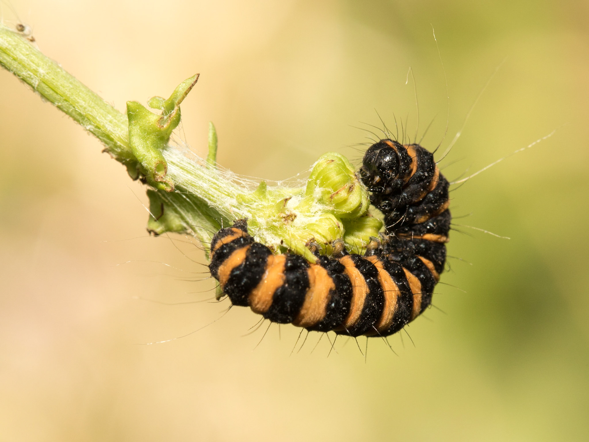 The Cinnabar Caterpillar.  Like several other Arctiinae larvae, cinnabar caterpillars can turn cannibalistic. This is mainly due to lack of food, but they can eat other cinnabar larvae.[4] Initially, the larvae are pale yellow, but later larval stages develop a jet-black and orange/yellow striped colouring. They can grow up to 30 mm (1.2 in), and are voracious eaters; large populations can strip entire patches of ragwort clean, a result of their low predation.