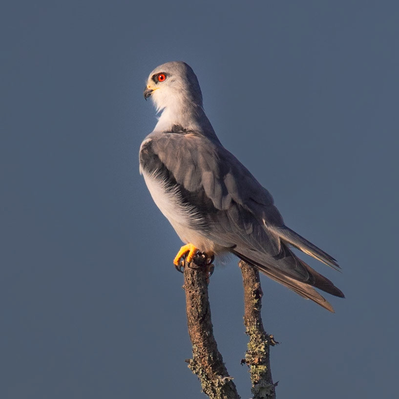 Black Shouldered Kite