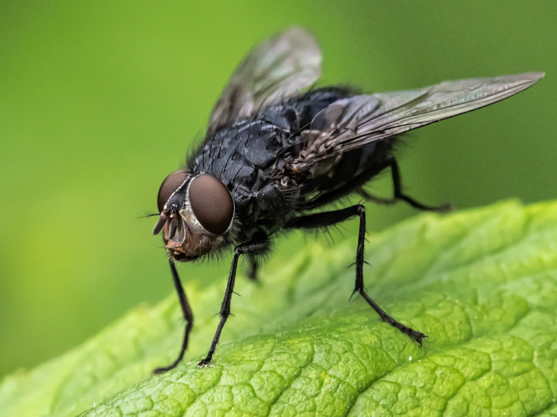 Lesser House Fly