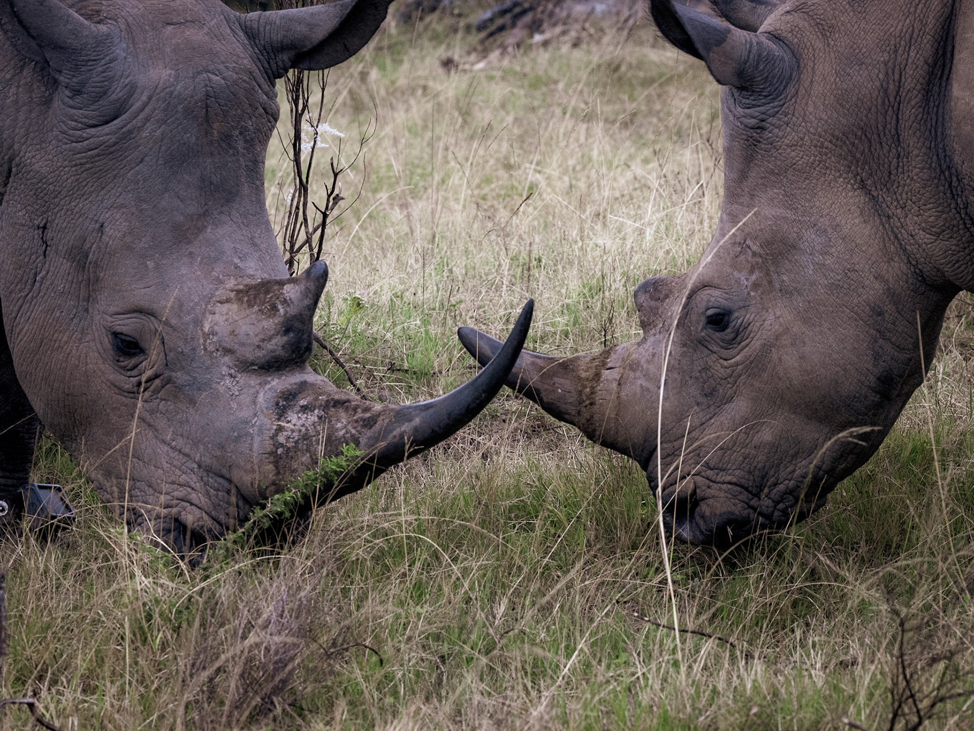 A Pair of Rhinoceros