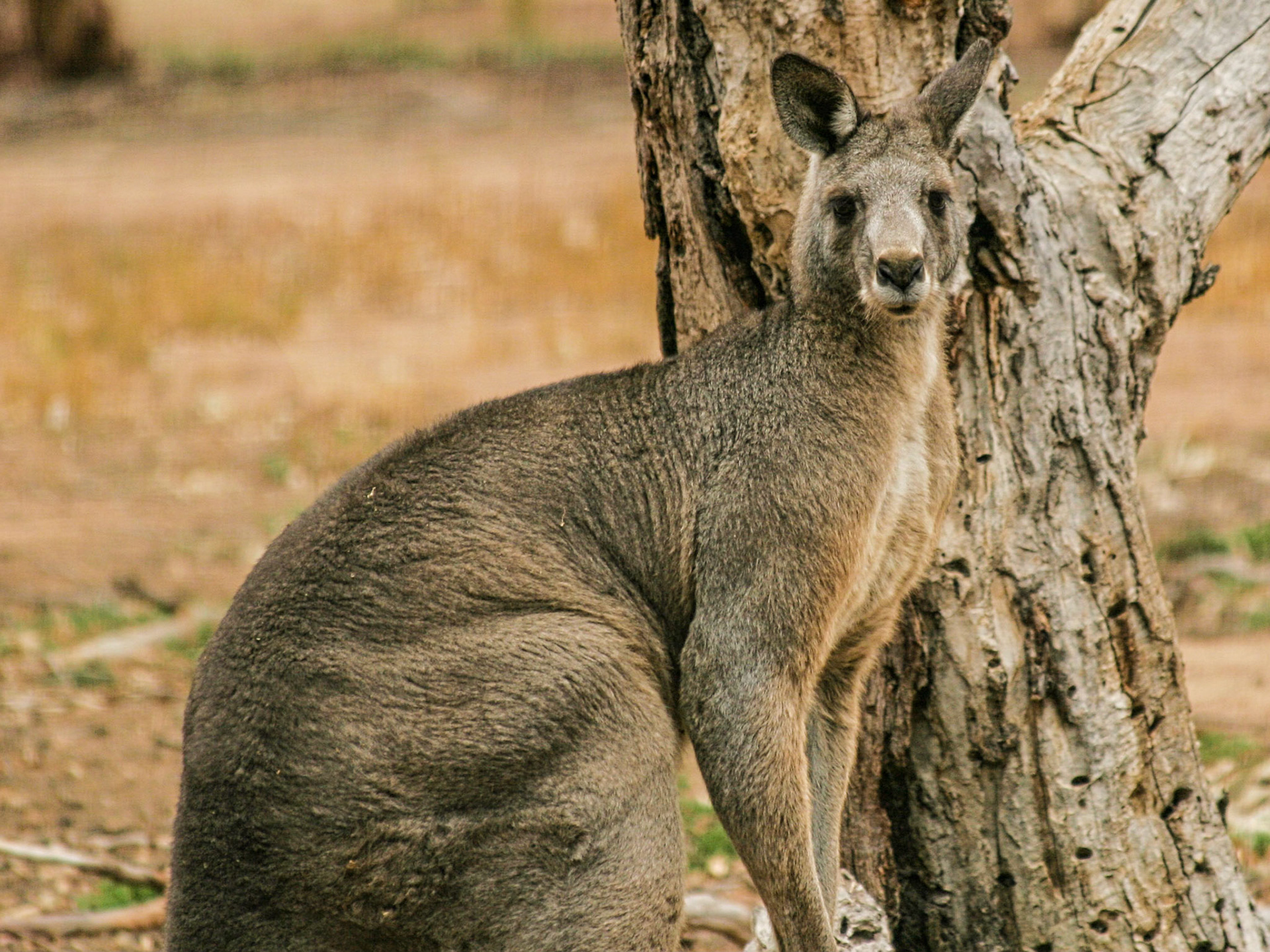 Although the red is better known, the eastern grey is the kangaroo most often encountered in Australia, due to its adaptability.